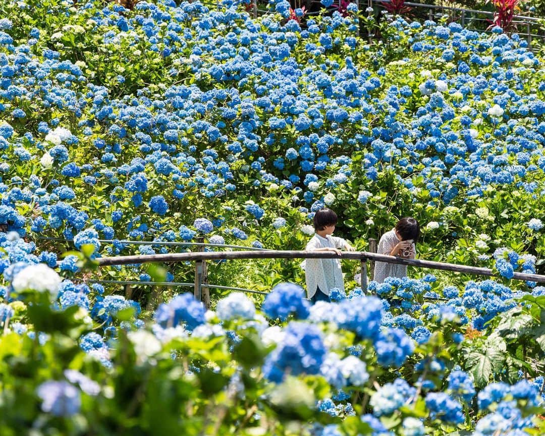 セソコマサユキのインスタグラム：「梅雨はどこへ？ な天気ですが、よへなあじさい園のあじさいが見頃だったよ。青空の下のあじさいも良いもんです。  #沖縄 #移住 #子育て #あじさい #よへなあじさい園 #梅雨」