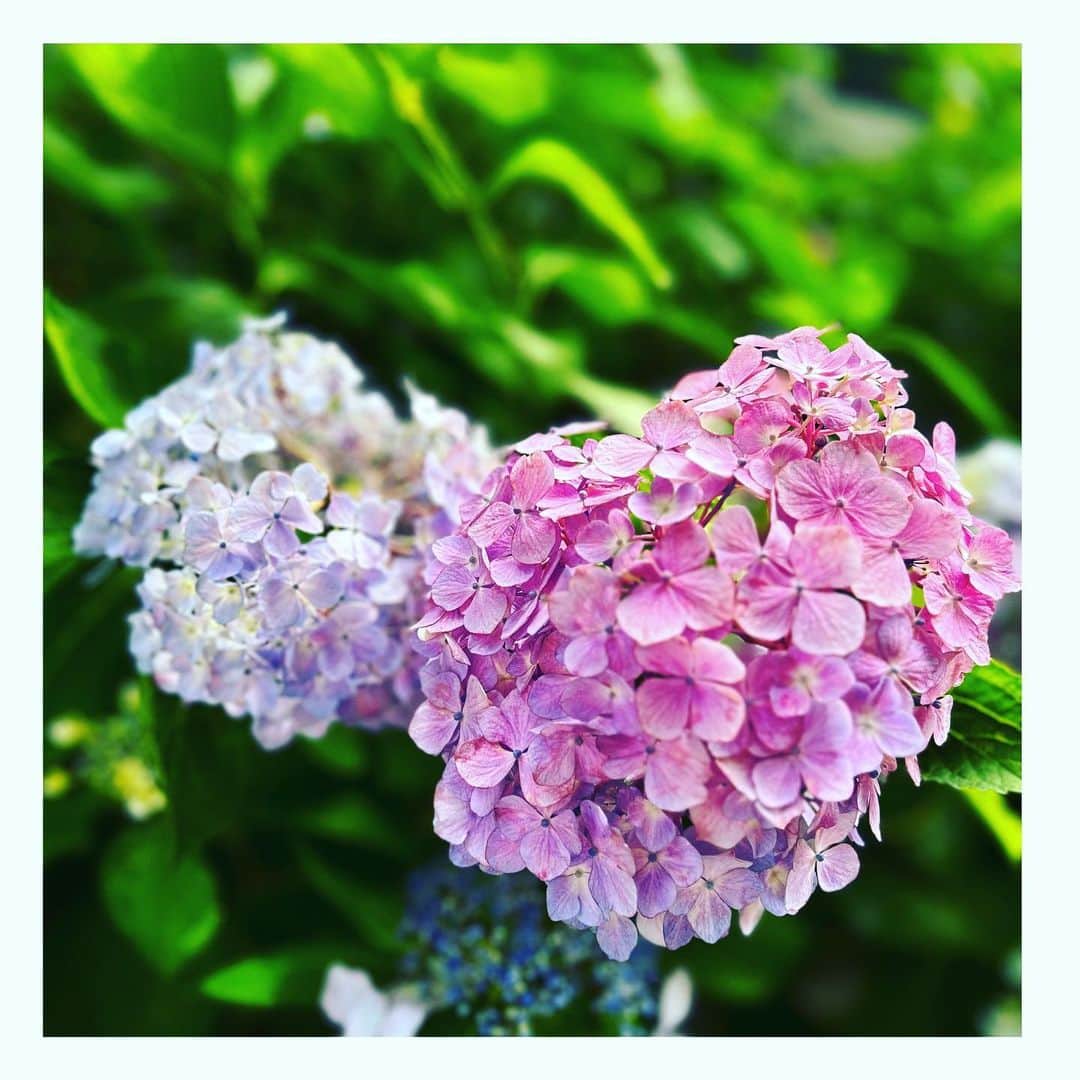 美蘭レンナのインスタグラム：「🌱🌿🧚‍♀️🌿🦋 . . . お天気が良かったので お散歩した先で出会ったあじさい🧚🏻‍♂️✨ 蝶々も飛んでいてメルヘンWorld🦋穏やかな気持ちになりました☺️✨  そして第2回のにちビューワークショップ、スケジュール確定しました！  7月8日土曜日　　  ①１１:００〜１２:００ ②１５:００〜１６:００  場所: 大阪市内スタジオ  詳細は追ってお伝えしますので、 スケジュール確保の程、よろしくお願いいたします🩷🩷🩷 . . . #ワークショップ#ws#確定#お知らせ#ご縁に感謝#宝塚#宝塚og#日本舞踊#習い事#お稽古#着物#キモノ#浴衣#にちビュー#あじさい#6月」
