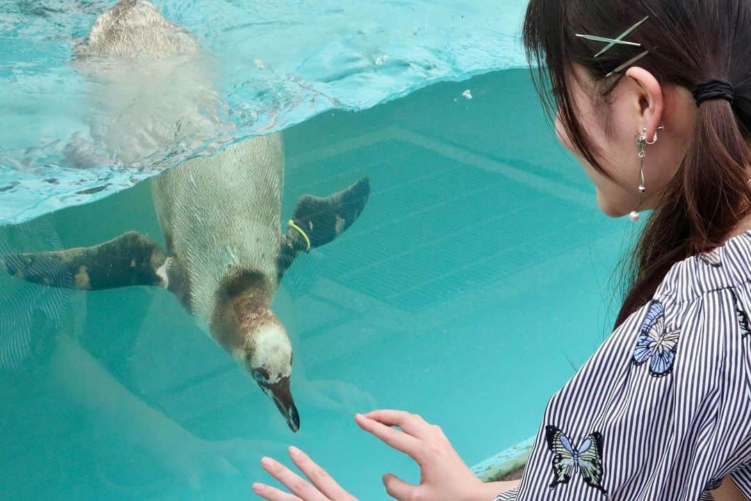 二木蒼生のインスタグラム：「@東武動物公園  ペンギンさんとお友達🐧 戯れられて嬉しい♡  @tobu_zoo  @saitama_pref_official   #埼玉県広報アンバサダー #さいたまっち倶楽部 #埼玉県 #埼玉 #東武動物公園 #動物園 #ペンギン #フンボルトペンギン #ふれあい #おでかけ #おでかけスポット #埼玉観光」