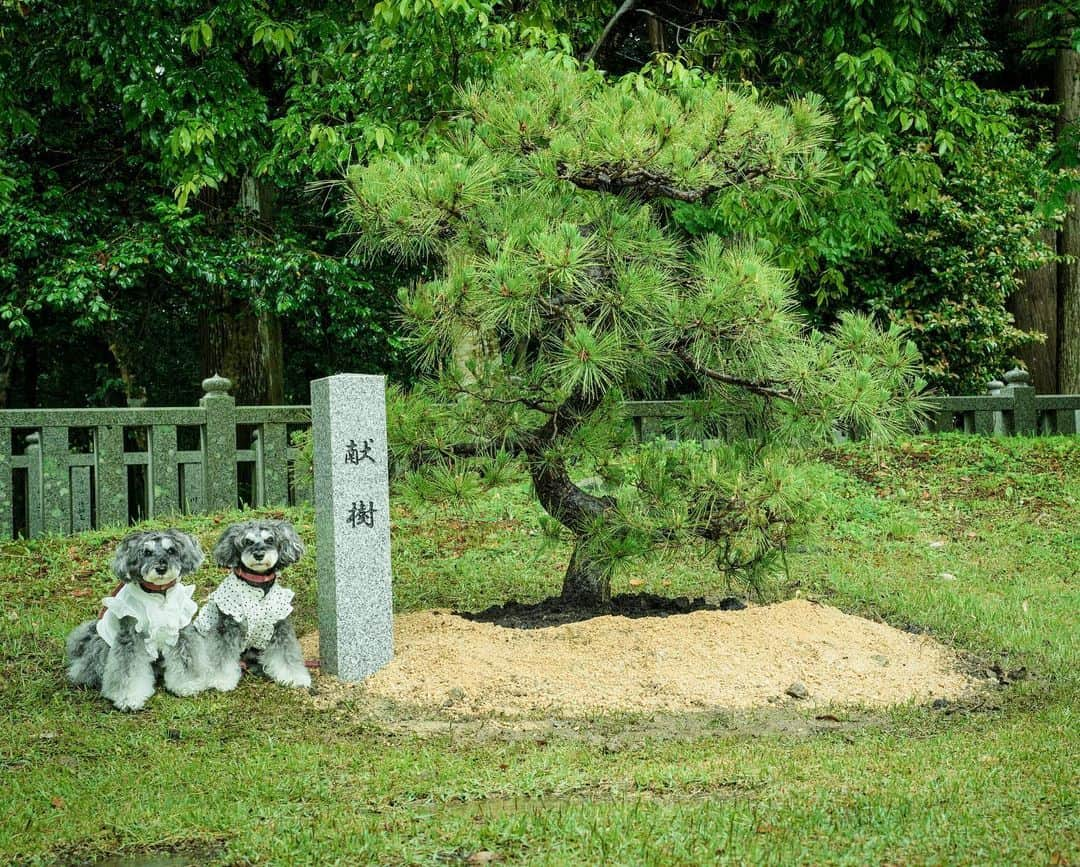 中野区在住のミニシュナのInstagramのインスタグラム：「⑅︎◡̈︎* ・ 大瀧神社⛩️へ松の木奉納させて頂きました！  たくさんの偶然と奇跡が重なりご縁を頂き、大瀧神社へ祀られている忠犬『小石丸』へ松の木を奉納することができました。  『小石丸』にまつわる逸話は、少し長くなりますがお読み頂けると嬉しいです！  昔、日本武尊の第一皇子で、狩を好んだ稲依別王（いなよりわけのみこ）がこの地を訪れた時のこと。土地の者が、この近くの川の淵に棲む大蛇が災厄をもたらすので退治して欲しいと願い出た。それを聞き届けた王は、愛犬の小石丸を連れて周辺をくまなく探し求めた。しかし七日七晩山谷を歩き回っても大蛇は見つからない。とうとう疲れ果てた王は、大木の木陰で昼寝を始めてしまった。  すると、普段は大人しい猟犬であるはずの小石丸が狂ったように吠えだした。仮眠を取ろうとした王はつい怒りに任せて、腰の刀を抜きざまに小石丸の首を刎ねたのである。首は遠く宙を舞ったかと思うと、岩陰に飛び込んでいった。  そして次の瞬間、首と同時に落ちてきたのは、探し求めていた大蛇であった。小石丸の首に喉を食らいつかれた大蛇はのたうち回ったが、やがて動かなくなってしまった。この光景を見た王は、小石丸が危難を知らせるために吠え続け、首を刎ねられてもなお主人を助けるために忠義を尽くしたことを悟った。愛犬の行動に感銘した王は、小石丸のために祠を建て、胴を埋めた場所には松を植えて後世に伝えたという。これが犬胴松の由来である。さらに王は、この地を犬咬（＝犬上）と名付けて定住し、その後その子孫が犬上氏を名乗るようになったとされる。  今は枯れて古木となった松の木が祀られているのを拝見して、今回小石丸へ松の木を贈ることでき、ご尽力くださいました皆様に感謝申し上げます。  滋賀県に行くことがございましたら、ぜひお立ち寄りくださいませ。  #大瀧神社 #犬胴松 #犬上神社 #犬上郡多賀町 #小石丸 #松の木 #いぬとの暮らし #犬のいる生活 #忠犬 #滋賀観光 #神社仏閣巡り #犬と神社 #ミニシュナ #ミニチュアシュナウザー #シュナウザー #シュナウザー大好き #シュナウザー多頭飼い #シュナウザー好きさんと繋がりたい #シュナウザーのいる暮らし #schnauzer #schnauzerworld #schnauzerlife」