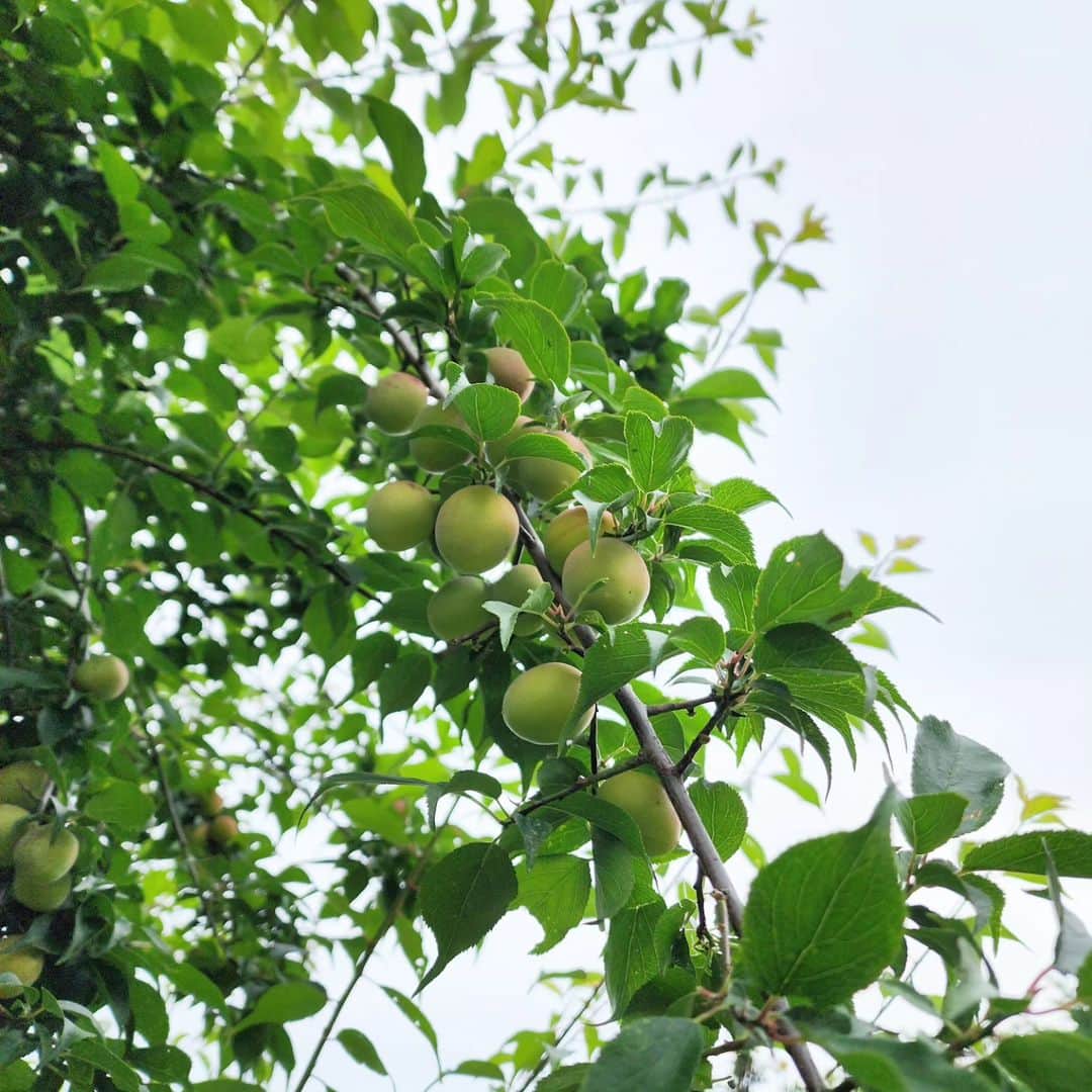 吉松育美さんのインスタグラム写真 - (吉松育美Instagram)「The season of Japanese plam😊  2023.6月🫒 またこの季節がやってきましたね🤭 大量収穫して大量にウメジュース作るよー🥰  梅の木が5本も庭にあるとウメジュース屋さんになれるくらい大量に取れる🤣  みんなも作ってる？  6.5.23」6月5日 20時12分 - ikumiyoshimatsu