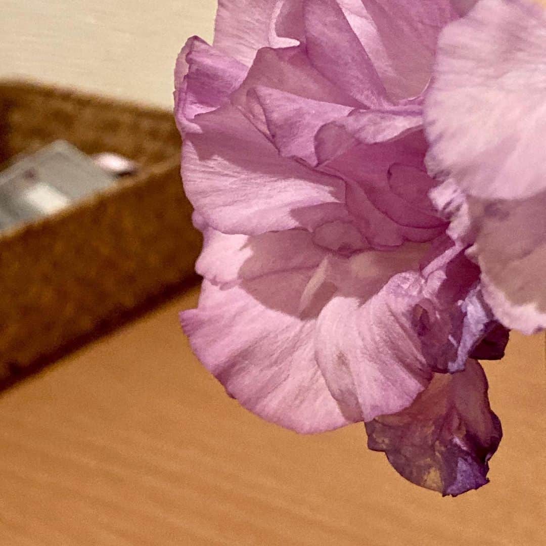 土井コマキさんのインスタグラム写真 - (土井コマキInstagram)「花が枯れてゆく姿が美しいなと思えるお年頃。 802のバースデーに届いたお花から少しお下がりを貰いまして。綺麗なうちに写真を撮っておいてあげたら良かった。バタバタしていてごめんね。でも、私の心には焼き付いてるよ。 何回も経験してきた802の開局記念日の中でも、特に自分の心に残る経験をさせて貰いました。 ありがとう。 #花のある暮らし  #fm802」6月5日 20時24分 - doikomaki