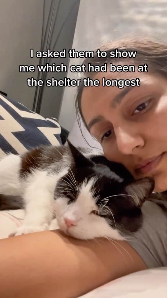 Cute Pets Dogs Catsのインスタグラム
