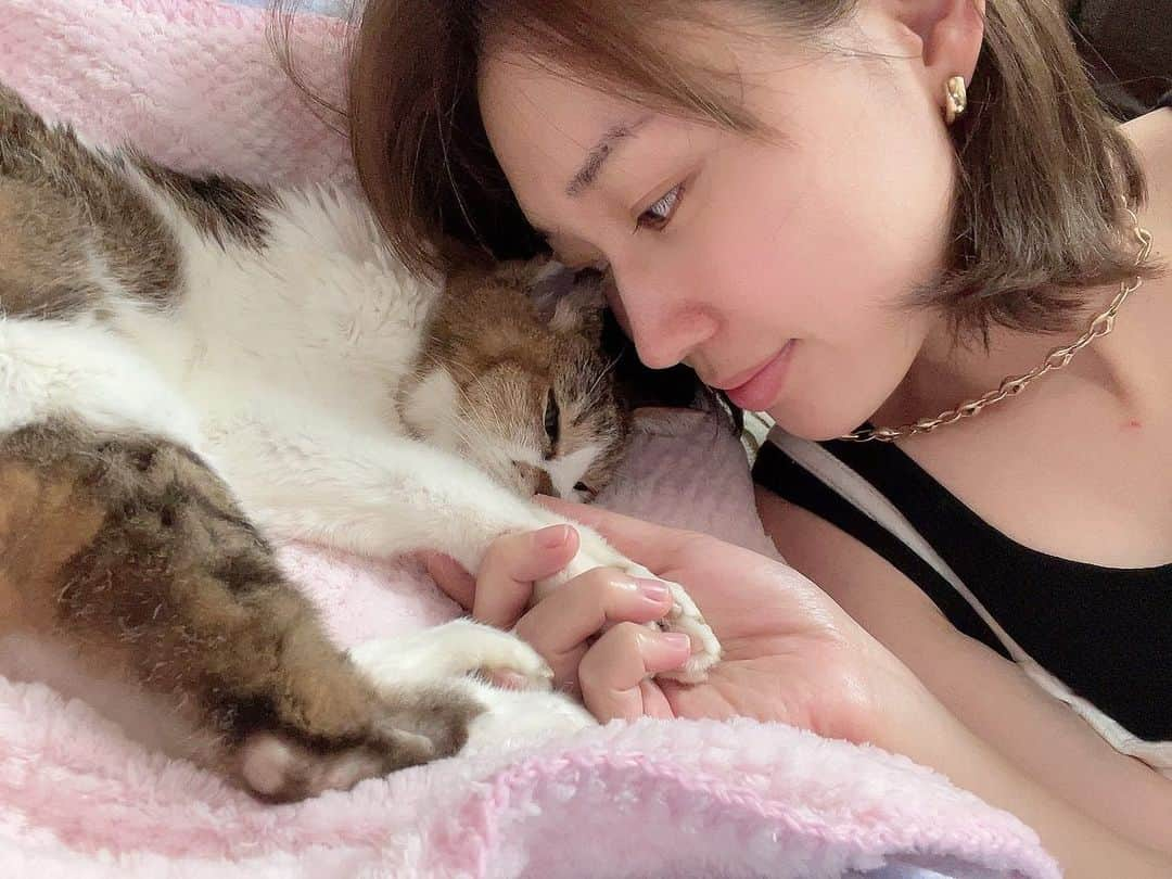 梶恵理子さんのインスタグラム写真 - (梶恵理子Instagram)「実家の愛猫ハッちゃん(20)が 昨日天国に旅立ちました。  おっとり穏やかな性格で 貫禄のあるふてぶてしいお顔が可愛い 表情豊かなご長寿猫でした。  小5から一緒の部屋で過ごして その日あった出来事を話したり 学生時代の青春をずっと見守ってきてくれた 私の全てを知っている存在。  上京して離れ離れになるときは 荷造りの段ボールに入って出てこなくて 私も東京に連れて行きたくて なかなか離れられなかった記憶…😢  帰省した際は毎回一緒の顔をして 写真を撮るのが恒例で、 ブログにもよく登場してたと思います。 ひたすら愛おしい存在でした。  土曜日、もうそろそろ危ないかも…と連絡がきて 豪雨で新幹線が2時間遅れてたけど 何としてでも会いたい！絶対後悔する。。！と思い 急遽大阪に帰り、最後の夜を一緒に過ごせました。 昔みたいに私の部屋で手を繋いで寝て たくさん話して本当に幸せな時間だった。  翌日東京に戻ってすぐ亡くなったと連絡が来て 大泣きしたと共に 最後の夜を一緒に過ごせて本当によかったと思った。  まだ心の整理が付かんけど… 明日また大阪に帰ってしっかりお見送りしてきます。  ハッちゃん今まで数え切れない思い出をありがとう！ 長生きしてくれてありがとう。 天国でゆっくりしてね。 大好き！」6月5日 20時39分 - kajierimakeup