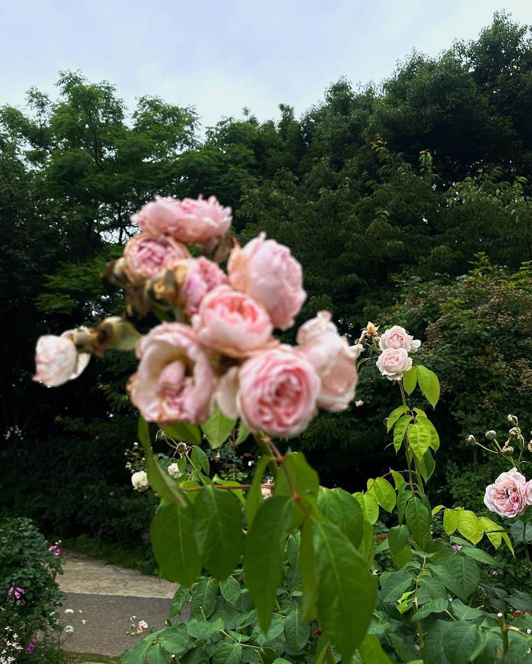 鴨林李帆のインスタグラム：「薔薇園♬♪。.:＊・゜♪。」