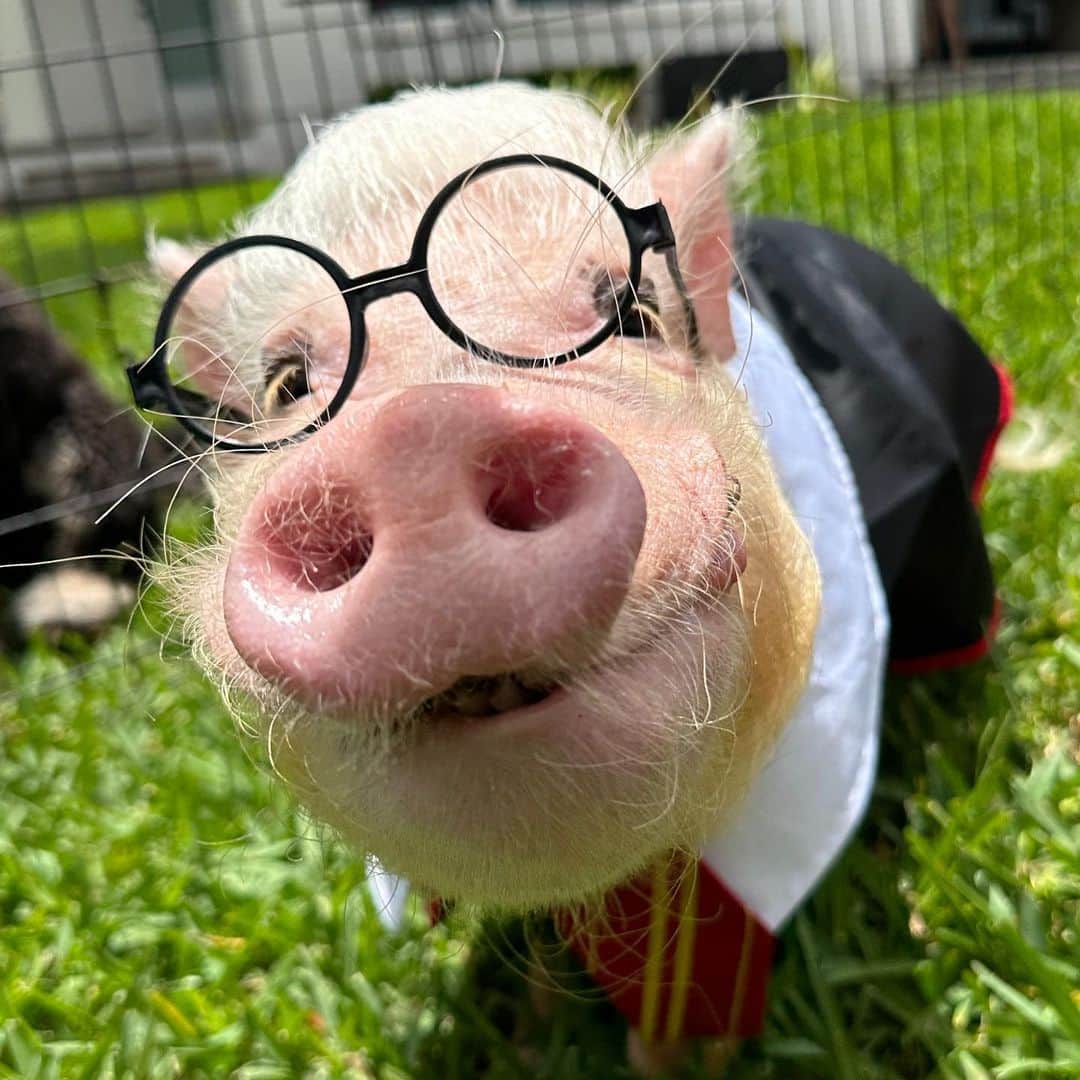 Priscilla and Poppletonさんのインスタグラム写真 - (Priscilla and PoppletonInstagram)「Where are our Harry Porker, I mean Harry Potter fans? We got to surprise one of our former first grade besties for her 9 3/4 birthday yesterday. Pop was Harry Porker, and we dressed up to represent the four houses of Hogwarts. We got cake and veggies from their garden and refrigerator, too. We had so much fun! Happy 9 3/4 Birthday Sophie! We love you and can’t wait to see you at piggy camp next week!🧹🧙‍♀️🐷🎉 #HarryPorker #HarryPotter #9and3quarters #hogwarts #piggypenn #poseyandpink #prissyandpop」6月5日 20時59分 - prissy_pig