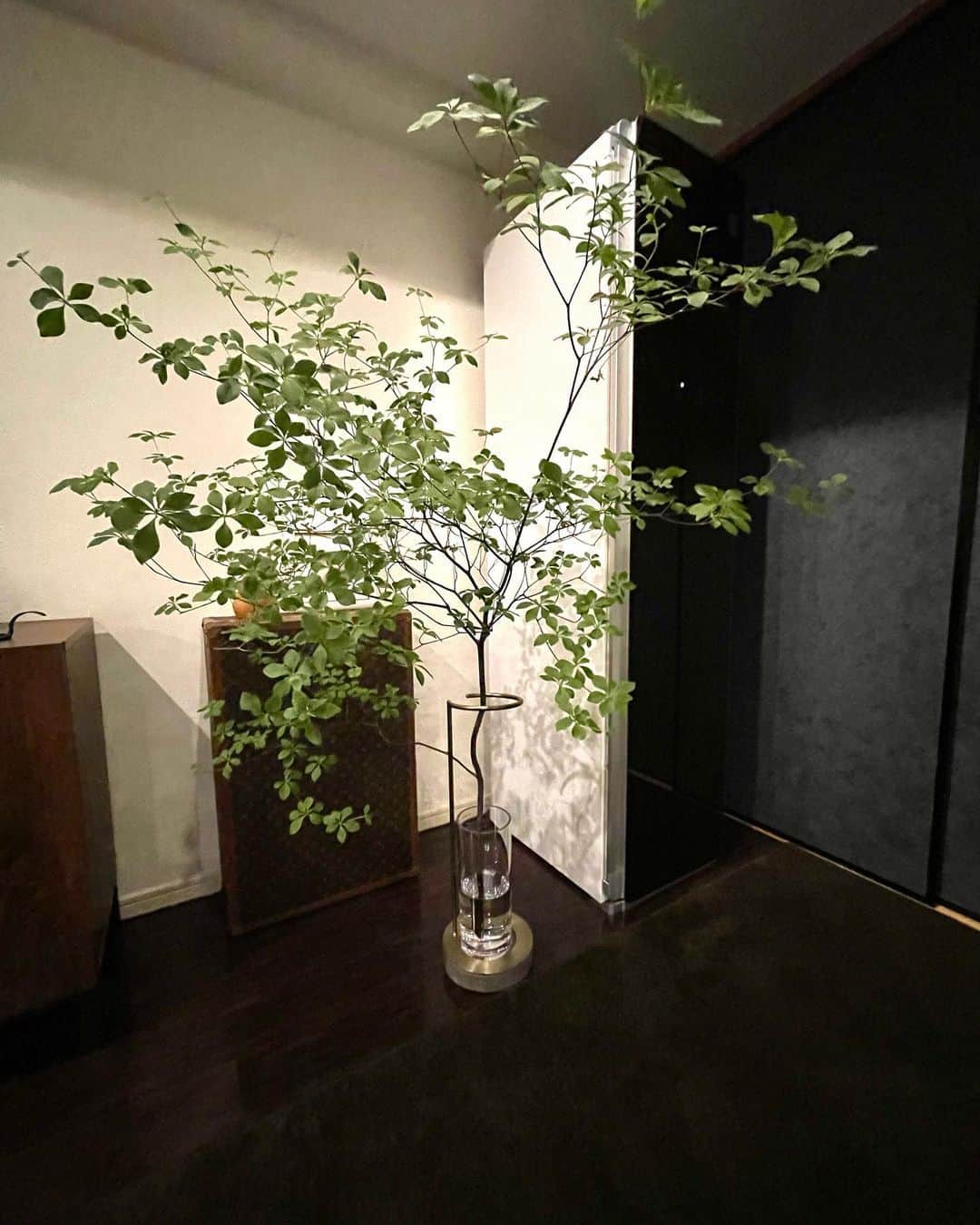 前園真聖さんのインスタグラム写真 - (前園真聖Instagram)「ドウダンツツジ。 軽くて丈夫なポリカーボネート製の透明花瓶に枝ものを支える安定感のスタンド。 大きな枝を支えるのには最適な花瓶です👍 #ドウダンツツジ #花のある暮らし  #青山フラワーマーケット  #エダベース」6月5日 20時57分 - maezono_masakiyo