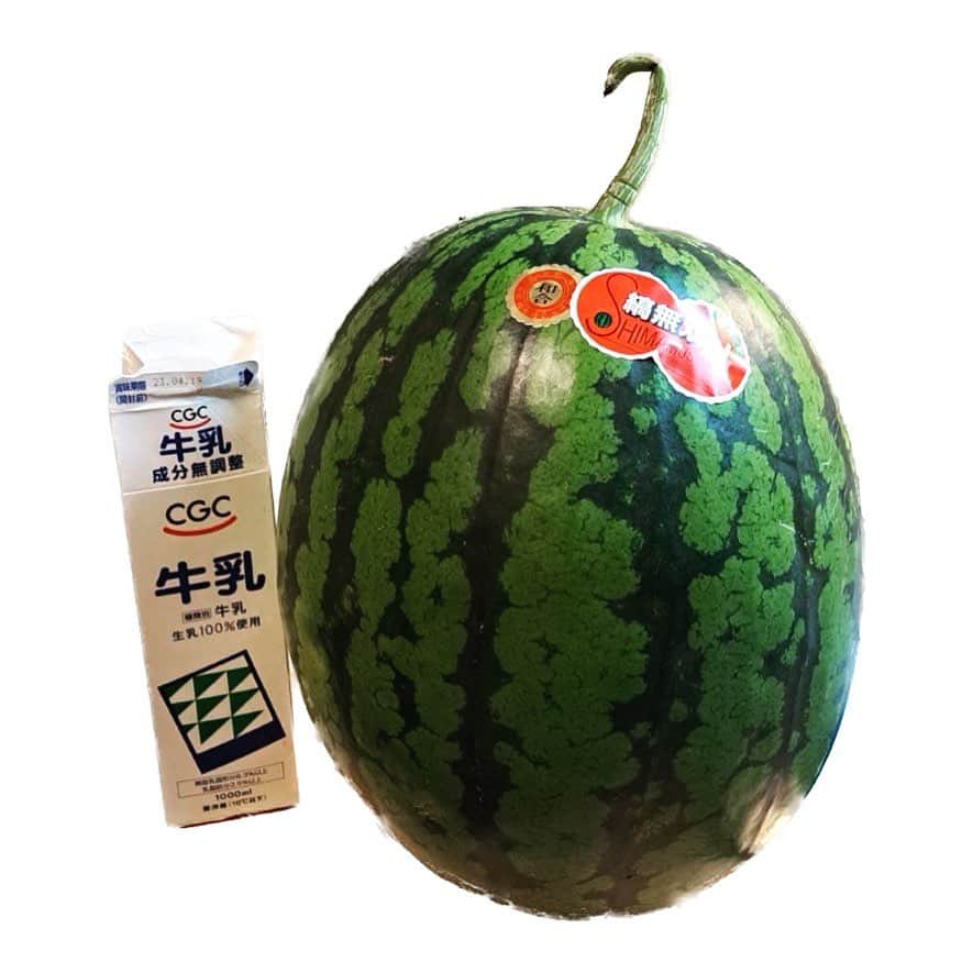 大石参月のインスタグラム：「今年初の浜松の和合のスイカをゲットしました🍉 和合のスイカ、ほんっと美味しくて毎年の初夏の楽しみ😊 それにしても…でかすぎぃぃぃぃぃっ！！！  #スイカ #和合のスイカ #大石参月」