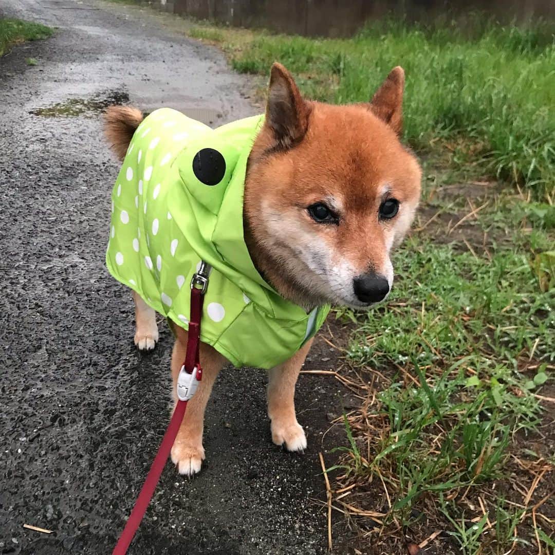 柴犬はなこ Shibainu Hanakoのインスタグラム：「久々にカッパ買い替えたよ🐸 なかなかご機嫌にお散歩できてて良き良き♡ #shiba #dog #shibainu #rainwear #犬 #柴犬 #カッパ」