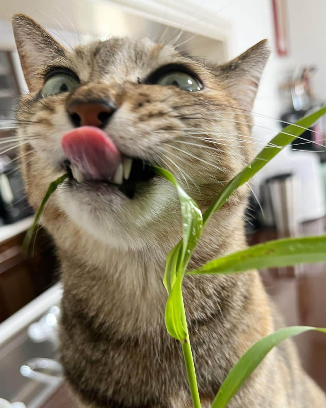 黒猫のインスタグラム：「🐱今年初エノコログサにゃー‼️ふおー‼️🌱🌱 ちまこ、ちゅーるよりもお魚よりもエノコログサが大好物！うにゃうにゃ言いながら食べてました👅 私もお素麺を解禁したし、青果店にはスイカ🍉が並び始めたし、いよいよ夏が始まりますね☀️ 皆さんの夏の楽しみや風物詩は何ですか？🍀 前回の記事では近況を教えていただけてとてもうれしかったです🥰 私もツアーまでの日々、心身を整えながら進んでいきますね🤘  ちょっとだけお答えコーナー🐈‍⬛🐈‍⬛🐈‍⬛ 🐾口紅、普段はニベアの色付きリップ「リッチケア＆カラー」のラズベリーピンク、オペラ リップティントNのピンク（生産終了とのこと🙏）が多いです💄ニベアは色の種類もたくさんあって綺麗に発色するので、荒れやすい方（私も）の普段使いには良いですよ😉✨  Chimako loves green foxtail grass!🐱👅💕 #陰陽座 #onmyouza #麦わら猫 #保護猫 #横ピヨするとホラー展開」