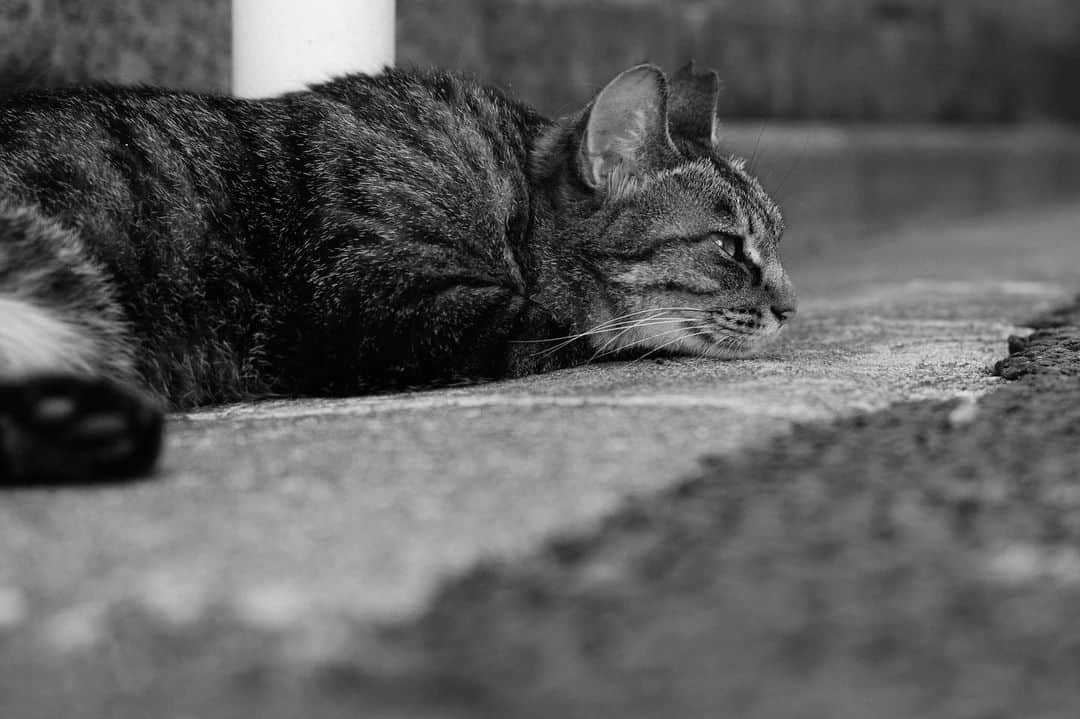 のインスタグラム：「脱力と静寂 #cat  #ねこ」