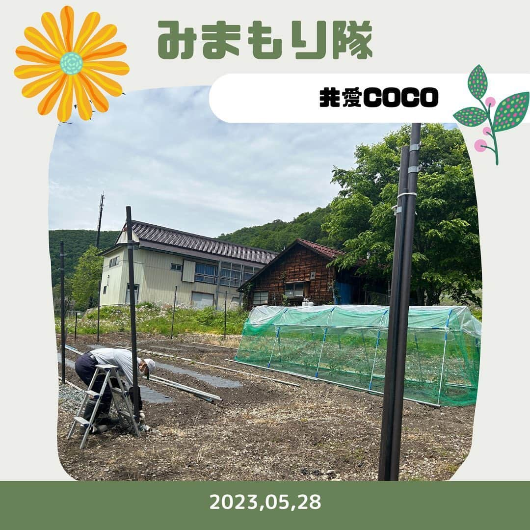 共愛COCOのインスタグラム：「5月28日（日）みまもり隊  今回のみまもり隊では、鳥獣被害から作物を守る電気柵の網掛けと花植え準備のための草むしりを行いました。実際に作業を行うと鳥獣被害対策には様々な知恵があり、非常に勉強になりました💡今回この作業を行なって、住民の方々の重労働を1人で行わなければいけない苦労や身体の負担が大きいことを実感しました。私たちが定期的にこうしたお手伝いをすることは、耕作放棄地を防ぐことにもつながると思うので、これからも少しでも住民の方々の力になれるよう活動していきます！🌳🦅  国際コース3年　髙橋杏  HP： https://www.kyoaicoco.com #共愛学園前橋国際大学 #共愛COCO #kyoai  #みなかみ #水上 #minakami #群馬県 #群馬 #gumma #みまもり隊 #平出 #平出集落」