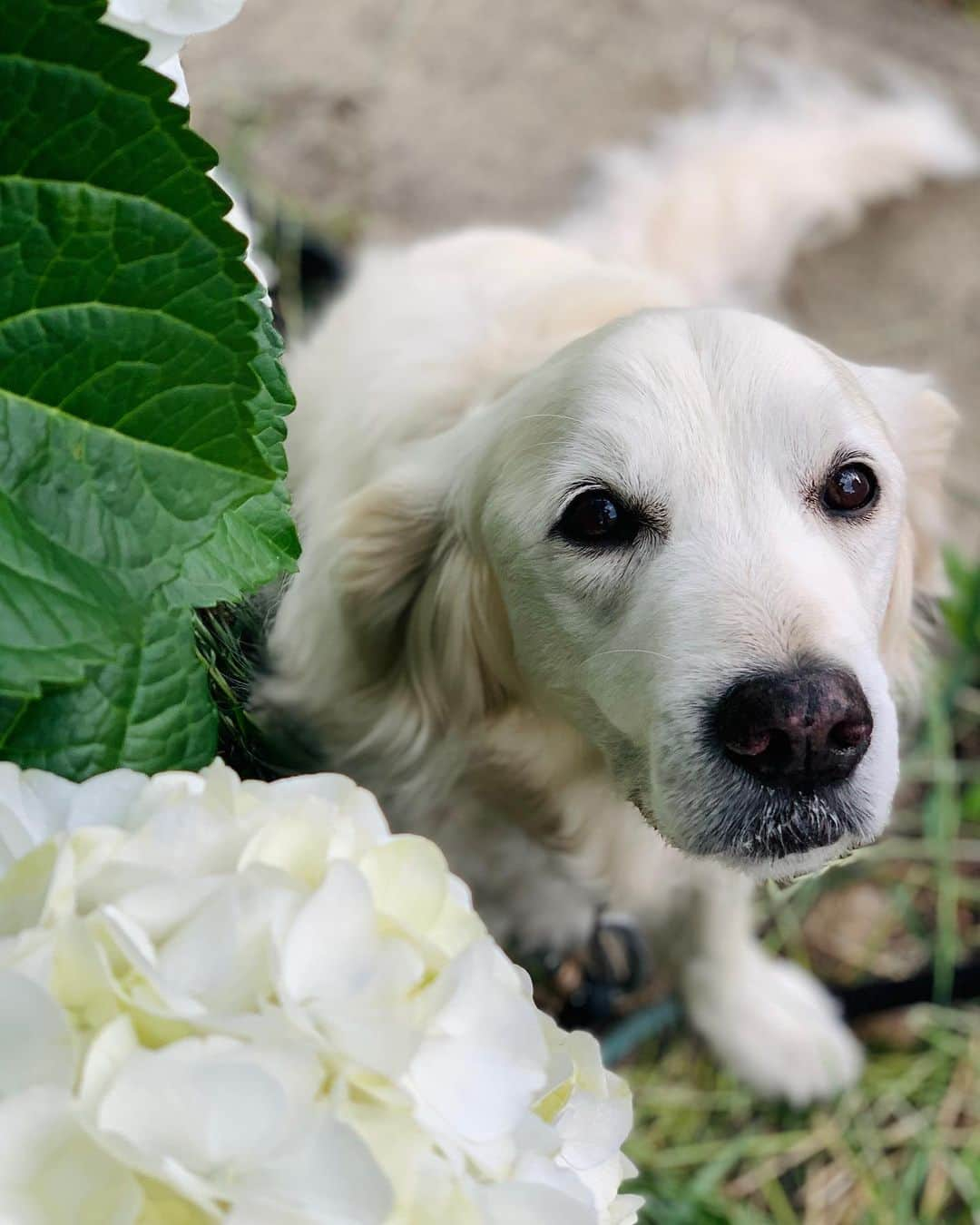 P太郎ママさんのインスタグラム写真 - (P太郎ママInstagram)「#花と犬 #アジサイ あじさいは、 土の酸・アルカリで色が変わって言うよね。 昔、小学生向き教育雑誌があったの、覚えとる？ ←昭和人に呼びかけとるよ😜 アルミニウムで色を変える実験が、載っとった。 それで。 友だちと、よその家のあじさいの根本に ←我々の家には生えとらんかった😝 1円玉を集められただけ埋めた。ゆーても10円か20円やけど。 チロルチョコは10円で、 クッピーラムネが5円のあの頃、そこそこの投資。 でも。 次の日も、 次の次の日も、 あじさいの色は変わらなんだ。 ←そーもすぐ変わるわけない！ そして、飽きっぽい子どもは忘れてしまったんだけど。 今、思い出す。 結果、あのあじさいの色は変わったんだろーか？ あの家は、今もあるのかなあ？ ちなみに、小学校は、、、 あまり変わることなく建っている。」6月5日 13時53分 - ptarodada