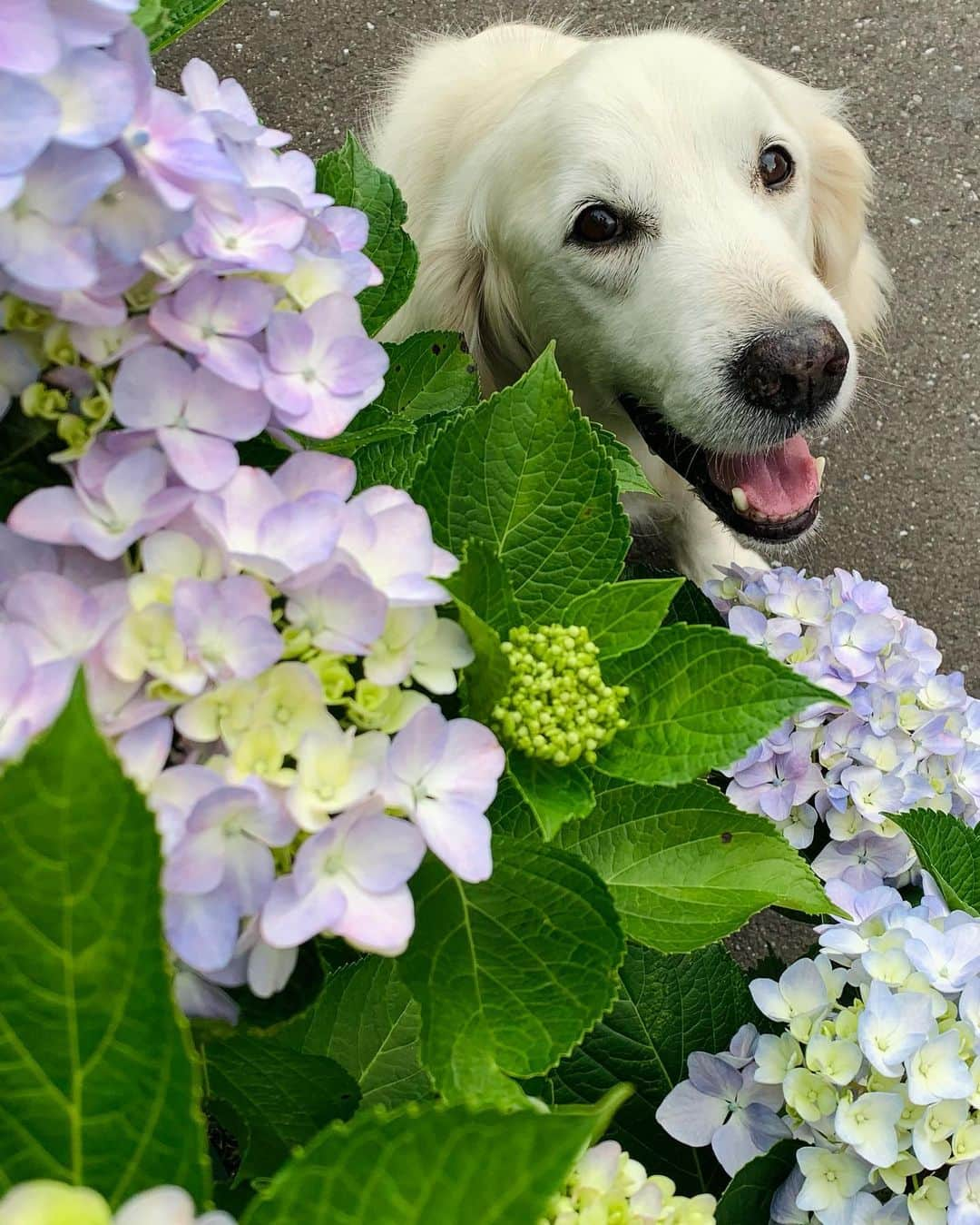 P太郎ママさんのインスタグラム写真 - (P太郎ママInstagram)「#花と犬 #アジサイ あじさいは、 土の酸・アルカリで色が変わって言うよね。 昔、小学生向き教育雑誌があったの、覚えとる？ ←昭和人に呼びかけとるよ😜 アルミニウムで色を変える実験が、載っとった。 それで。 友だちと、よその家のあじさいの根本に ←我々の家には生えとらんかった😝 1円玉を集められただけ埋めた。ゆーても10円か20円やけど。 チロルチョコは10円で、 クッピーラムネが5円のあの頃、そこそこの投資。 でも。 次の日も、 次の次の日も、 あじさいの色は変わらなんだ。 ←そーもすぐ変わるわけない！ そして、飽きっぽい子どもは忘れてしまったんだけど。 今、思い出す。 結果、あのあじさいの色は変わったんだろーか？ あの家は、今もあるのかなあ？ ちなみに、小学校は、、、 あまり変わることなく建っている。」6月5日 13時53分 - ptarodada