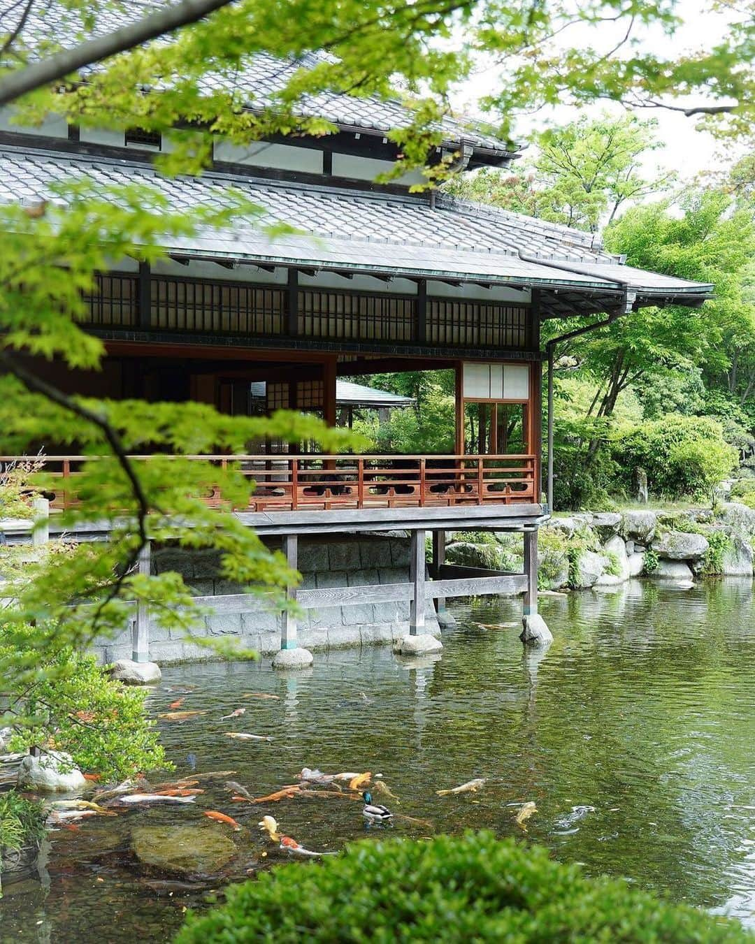 福岡市のインスタグラム：「＜ fukuokapics6月：友泉亭公園＞  江戸時代の福岡藩主黒田家の別荘を池泉回遊式日本庭園として整備した歴史公園、友泉亭公園。 大広間から鯉の泳ぐ池を眺めると、古くから続く凜とした日本の美しさに心を奪われます。 樹齢300年を超える金木犀などの古木や、四季折々の風情を感じられる草木を眺めながら、ゆっくりと散策してみませんか。  Yusentei Park is a pure Japanese garden located in Jonan Ward, Fukuoka City. It was originally built in the Edo period, the age of the samurai, and was developed into a park. It is packed with highlights such as an over 300-year-old tree, beautiful seasonal plants, teahouses, waterfalls, and lanterns. You can also enjoy feeding carp, drinking matcha green tea and feel the Japanese culture deeply here.  photo by @mikamika1592 location：友泉亭公園 ・ hashtag : #fukuokapics follow : @fukuoka_official ・ #福岡市 #友泉亭 #日本庭園 #日本 #fukuoka #japanesegarden #teahouse」