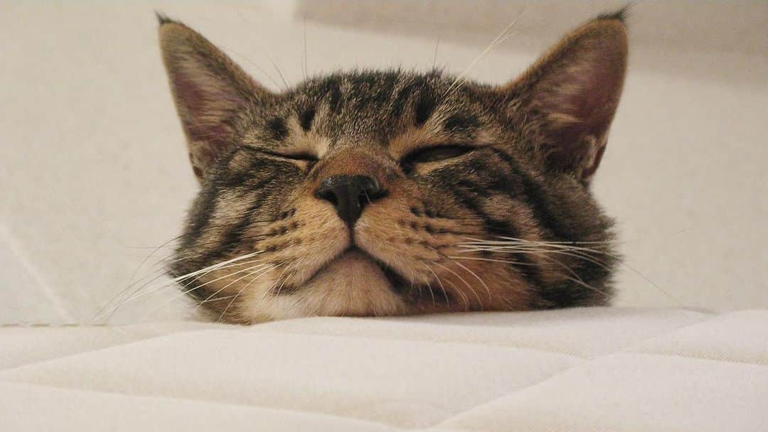 のインスタグラム：「2008年6月のムサシさん。にゃま首ウインク。😉 #mck延長戦 #musashi_the_cat #musashi #mck #cat #キジトラ #ムサシさん」