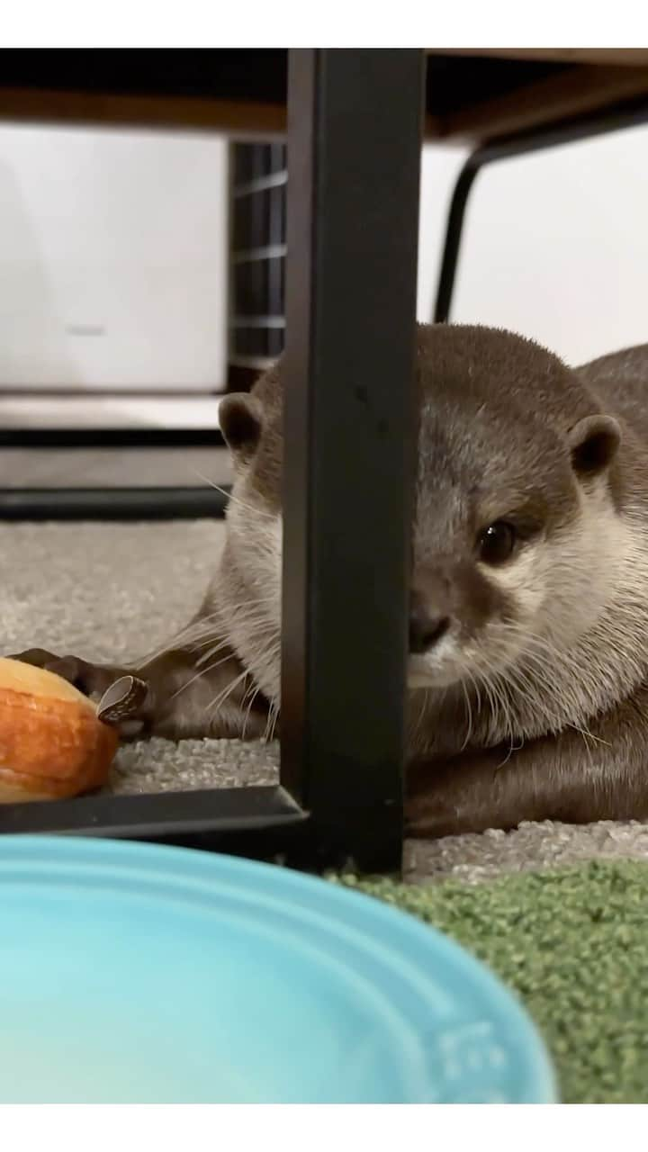 カワウソ コタロー&ハナのインスタグラム：「Hana wants to share her squishy bread with Kotaro🍞 コタ茶漬けにパンあげたいハナ . .‬ ‪.‬ #カワウソ #コツメカワウソ #カワウソハナ #コタロー  #カワウソコタロー #otter #otters #baby #cute #小動物 #動物 #ペット #pet #かわいい #かわうそ #もふもふ #animal #수달  #귀여워 #水獺 #loutre #lontra #lutra #выдра #นาก #petstagram #otterlove #kotarotheotter #otterkotaro」