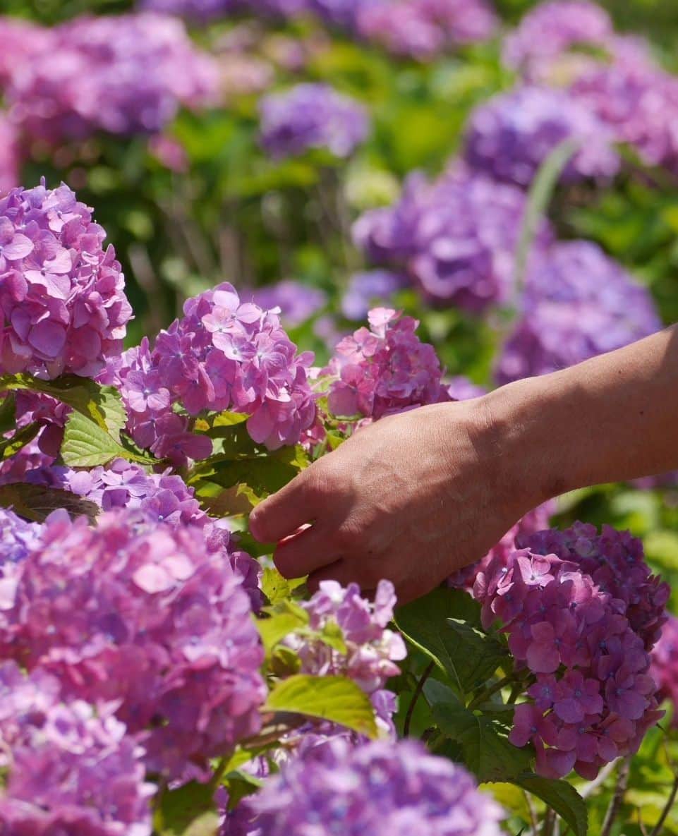 高橋光臣さんのインスタグラム写真 - (高橋光臣Instagram)「紫陽花が美しい梅雨の季節。なのに今日は予想最高気温30℃。暑い。それでもその瞬間を楽しもう。 皆さんの梅雨の楽しみ方は？ #梅雨 #紫陽花 #高橋光臣」6月5日 14時43分 - mitsuomitakahashi
