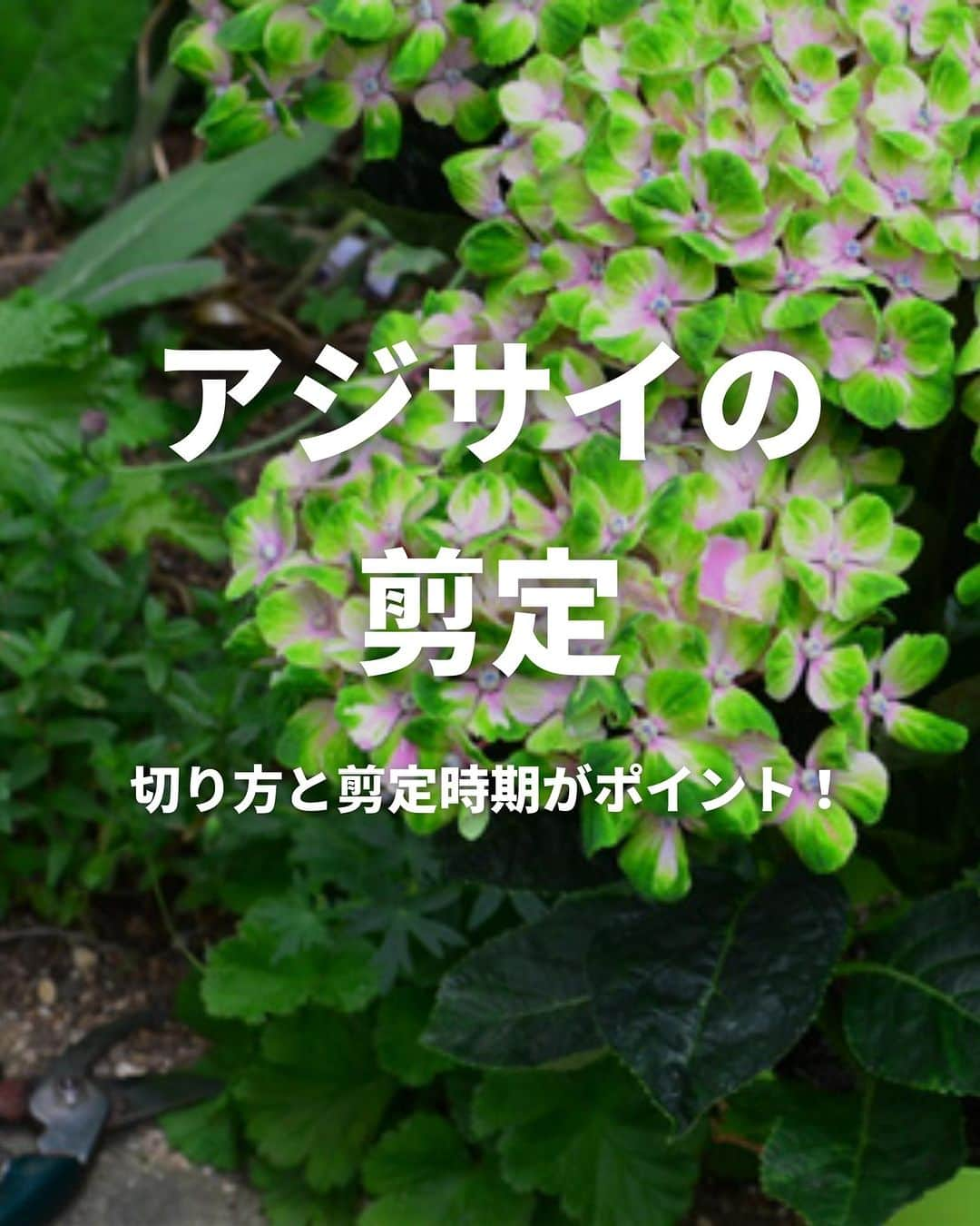 LOVEGREEN -植物と暮らしを豊かに。のインスタグラム：「アジサイが美しい季節ですね^^  アジサイは7月に入れば通常は花が終わる時期ですが、仮に花がきれいでも時期が来たら剪定し、切った花は切り花として楽しむ感覚で、7月までには剪定を済ませます。  アジサイは、いつでも剪定をしていい花ではなく、気温が低くなる秋に花芽が形成されるので、秋以降に剪定してしまうと花芽を切ってしまうことになり、翌年花が咲かなかったということになります。  アジサイの剪定時期とポイントを知って、翌年も美しい姿を楽しめるようにしましょう。  #アジサイ　#紫陽花　#アジサイの剪定　#紫陽花の剪定」