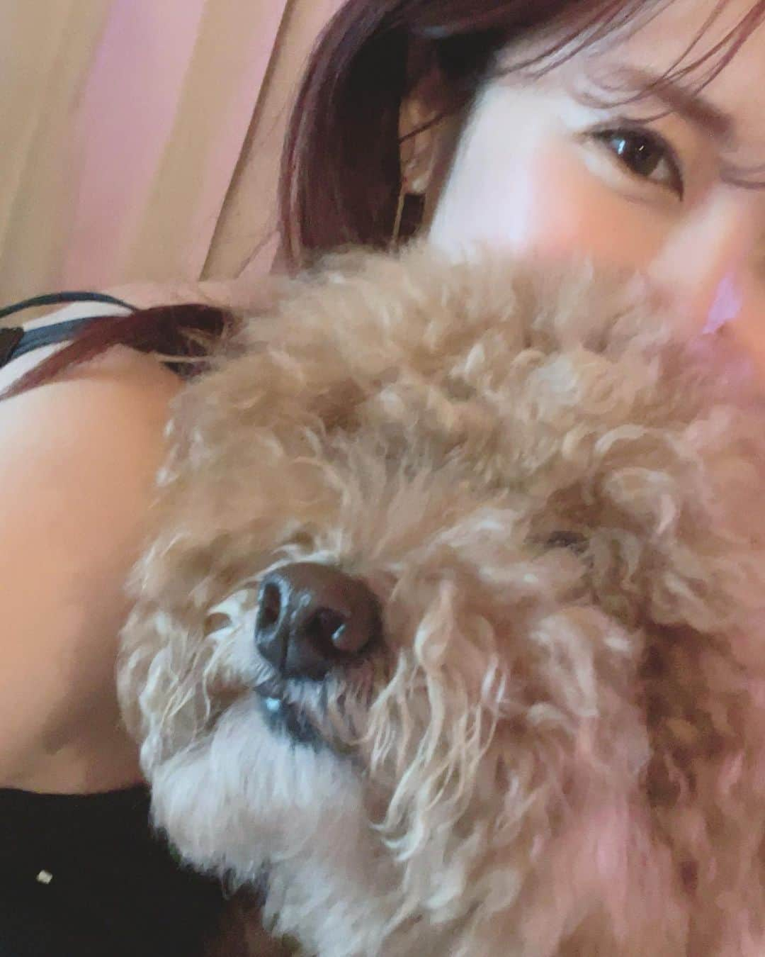 長江愛美さんのインスタグラム写真 - (長江愛美Instagram)「もふもふ部🐶🤎🤍  ふわふわ🤎🤍  ここは楽園ですか？🥹  なんでこんなに可愛いの🥲  #癒し #モッシュ #ロイ #かわちい #犬になりたい」6月5日 15時03分 - manamin.512