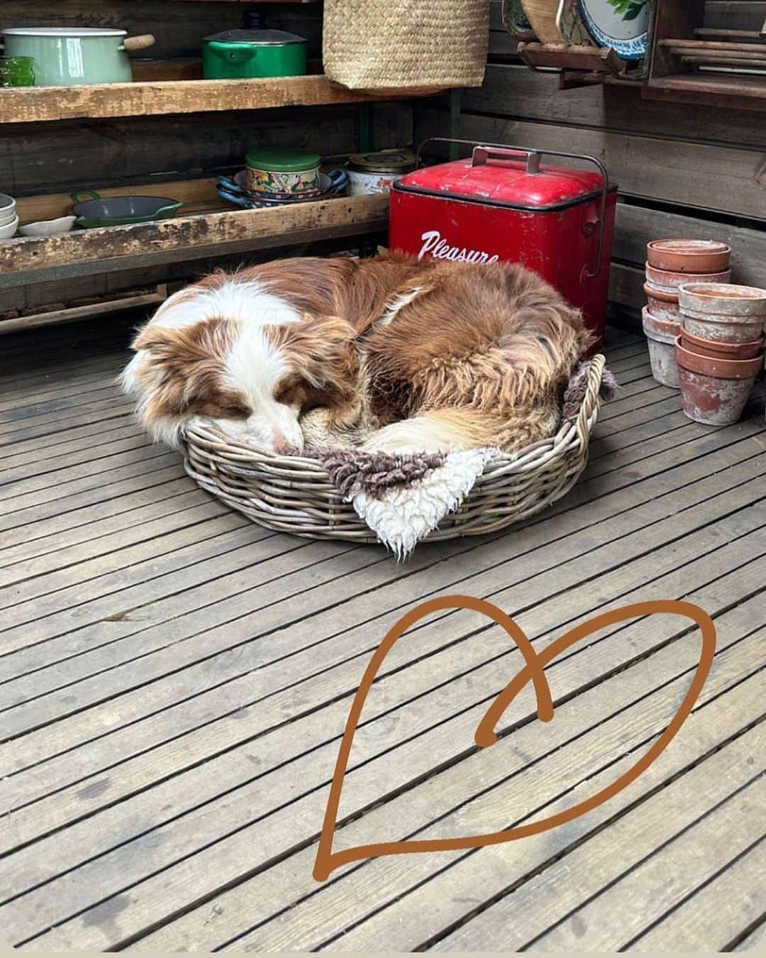 ジェイミー・オリヴァーのインスタグラム：「You can tell it was a busy half term for Conker can’t you haha…he’s still properly conked out this morning bless him. Have a great week everyone xx」