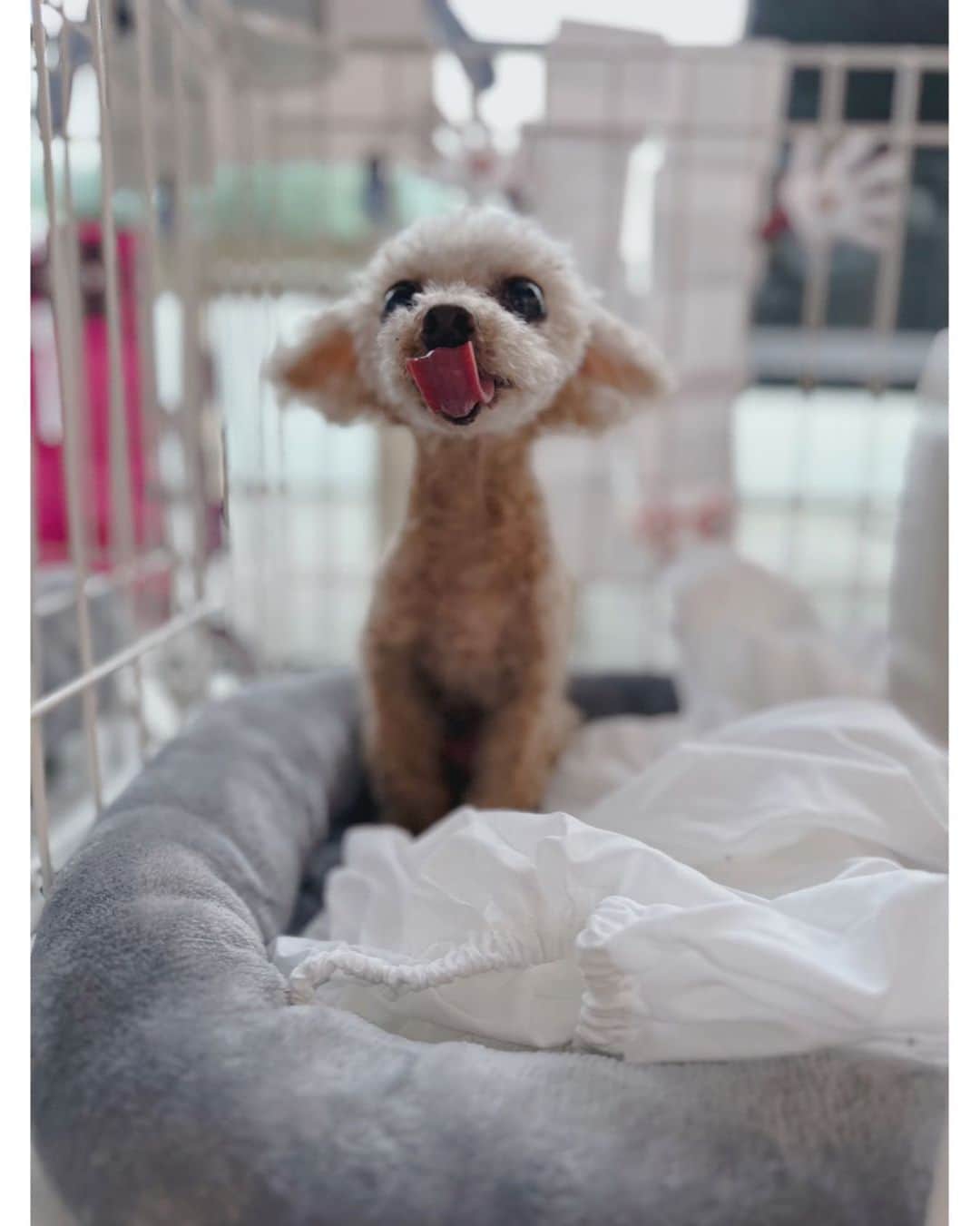 佐々木希さんのインスタグラム写真 - (佐々木希Instagram)「もう14歳♡ 連写してると撮れるペロshotが好き🐶 #愛犬」6月5日 15時07分 - nozomisasaki_official