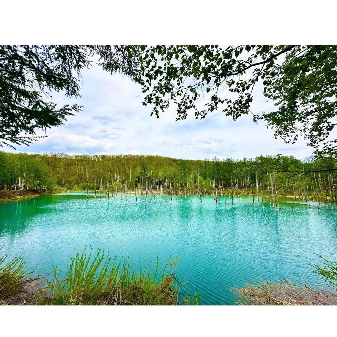 龍真咲さんのインスタグラム写真 - (龍真咲Instagram)「美瑛の白金青い池🩵🟦🩵  お天気が心配だったけど是非見てみたくて。 いくらガイドブックとかで青いよ！と言ってもいやいやいやーそんな青いのある？と思ってたけど🙏 むちゃ青かったです！！！！ あまりに美し過ぎてぼーっと眺めてしまった どうやら、アルミニウム成分を含む川と異なる川が混ざり合う事で光を反射して青く見えるらしい🟦 なるほどねー。。。 ここはほんとにオススメです😊  この旅で母はかなり写真の腕を上げましたとさ😁⤴︎⤴︎⤴︎  #白金あおい池  #母娘旅  #はんぶんこ」6月5日 15時51分 - masaki_ryu