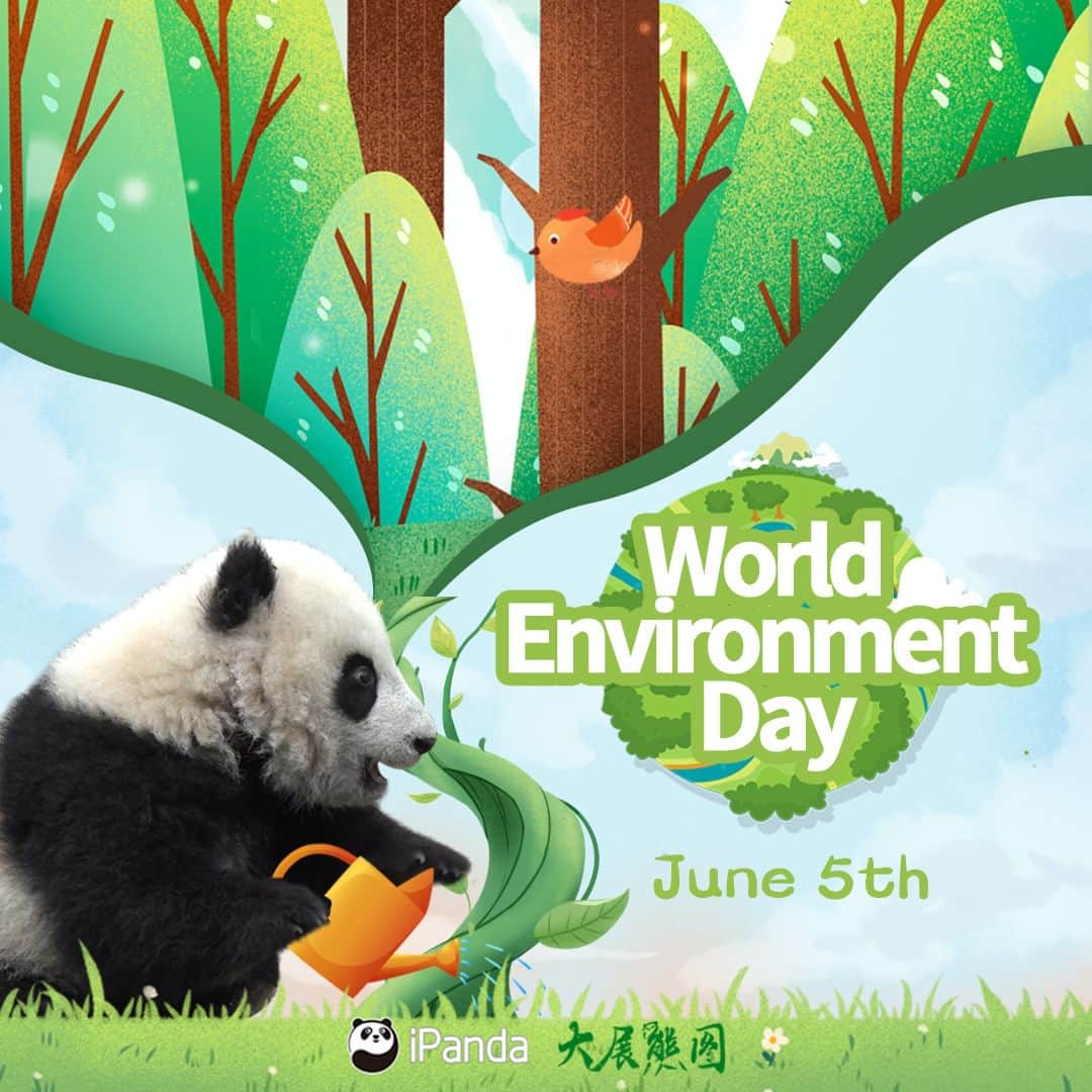 iPandaさんのインスタグラム写真 - (iPandaInstagram)「Today is the World Environment Day! Our panda friends send us an invitation - let’s take action in preserving and protecting our beautiful planet! 🌏 🐼 🐼 🐼 #Panda #iPanda #Cute #PandaCreators #CCRCGP #WorldEnvironmentDay  For more panda information, please check out: http://en.ipanda.com」6月5日 16時07分 - ipandachannel
