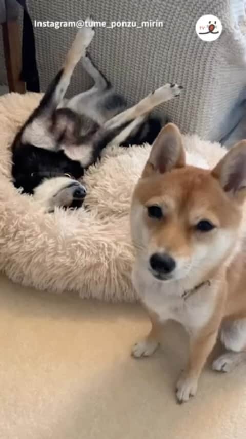 PECO いぬ部のインスタグラム：「▼▽▼▽▼ ／ 「現場からは以上です。」 ＼ ㅤㅤ 今回素敵な投稿してくださったのは… @tume_ponzu_mirin さん（ぽんずちゃん&みりんちゃん） 他にも素敵なお写真がたくさんあるので ぜひ遊びに行ってみてね♪ ㅤㅤ ㅤㅤ ㅤㅤ 〖 #pecoいぬ部（ #ペコねこ部 ） 〗をつけてご投稿いただくと PECOのSNSで楽しくご紹介させていただきます😋 フォロー&コメントお待ちしています✨ ㅤㅤ ㅤㅤ  ============================== @pecodogs（ #pecocats ）☚YouTubeでも可愛いワンコ（ニャンコ）紹介中🐶💕 ==============================  #犬のいる暮らし #犬部 #犬好きな人と繋がりたい #dogstagram #doglover #멍스타그램 #개스타그램 #柴犬 #柴犬のいる暮らし #柴犬好きな人と繋がりたい #柴犬マニア #柴犬部 #柴犬ライフ #豆柴」