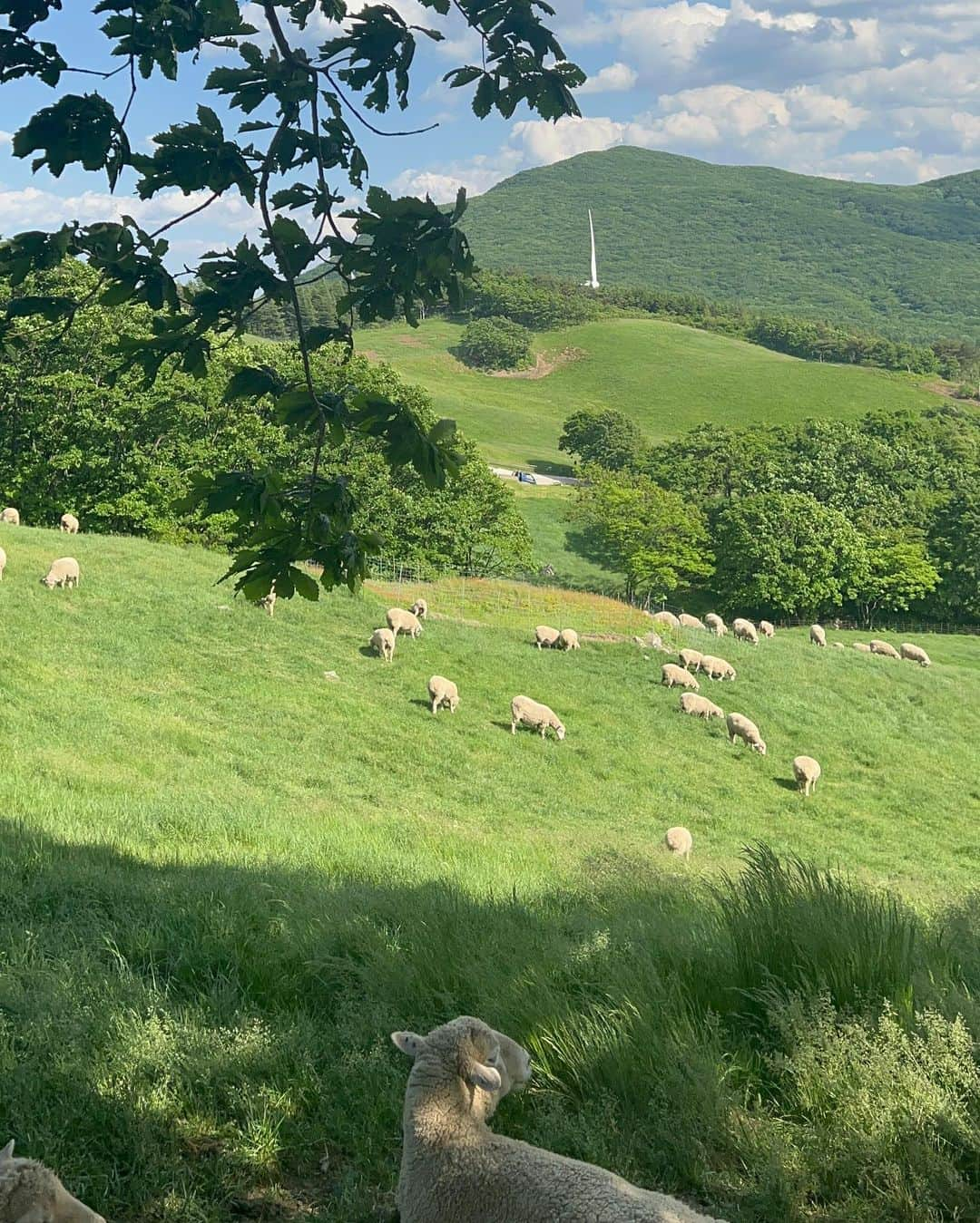 ダシャ・テゥアランさんのインスタグラム写真 - (ダシャ・テゥアランInstagram)「🐑♡ 귀여운 양떼목장」6月5日 17時11分 - taaarannn