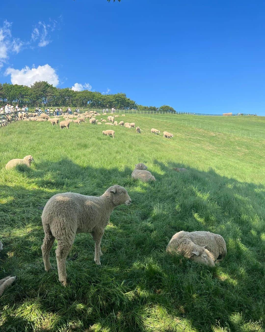 ダシャ・テゥアランのインスタグラム：「🐑♡ 귀여운 양떼목장」