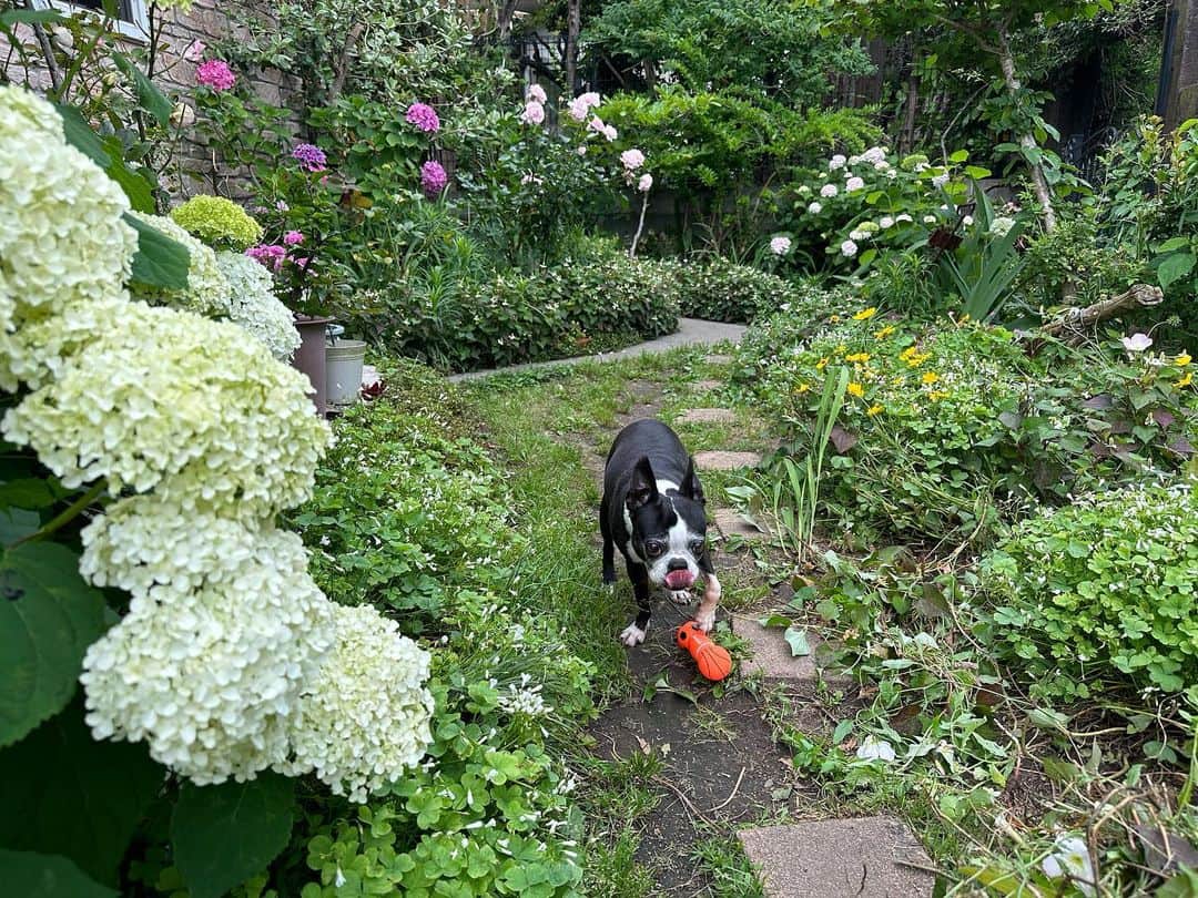 柴田淳さんのインスタグラム写真 - (柴田淳Instagram)「#dalmatian #bostonterrier #garden #mothersgarden お庭の手入れ中に、メグを撮影してたら、あたちもー！とこむぎ乱入🥹」6月5日 17時14分 - shibatajun_official