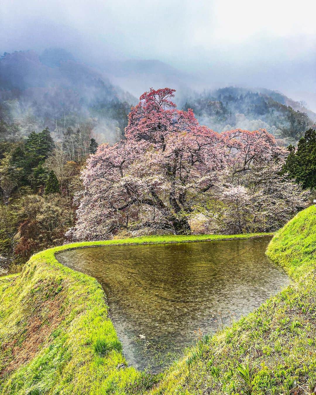 安齋由香里さんのインスタグラム写真 - (安齋由香里Instagram)「2023/06/05 #駒つなぎの桜  ここから山の方へ歩いて行くと （姿見の池とかある方ですね、30分くらい歩きました） ハイキングコース手前に神坂神社があるのですが、 雨が降っていたこともあって とっても荘厳な雰囲気で神聖さが溢れてました。 ただ雨の日にあの道を歩いた 私達兄妹はなかなか勇者でしたね。 兄のズボンの裾は帰りには色が変わってました。  ちなみにここに来るまでには 信濃比叡 廣拯院さんがあるのですが 御朱印が華やかで美しかったです。」6月5日 17時21分 - yukari_anzai_1231