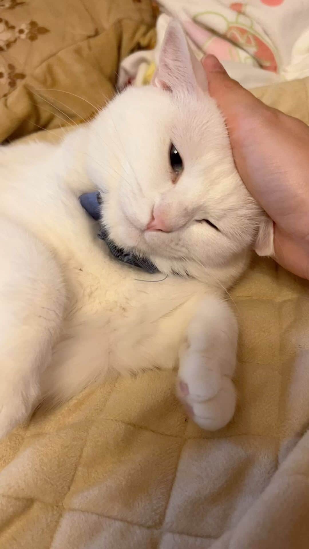 millnaのインスタグラム：「さすがに、かわいすぎるﾉﾃﾞ、世界に、じまん✋😅💦ｱｾｱｾ  #ねこすたぐらむ」