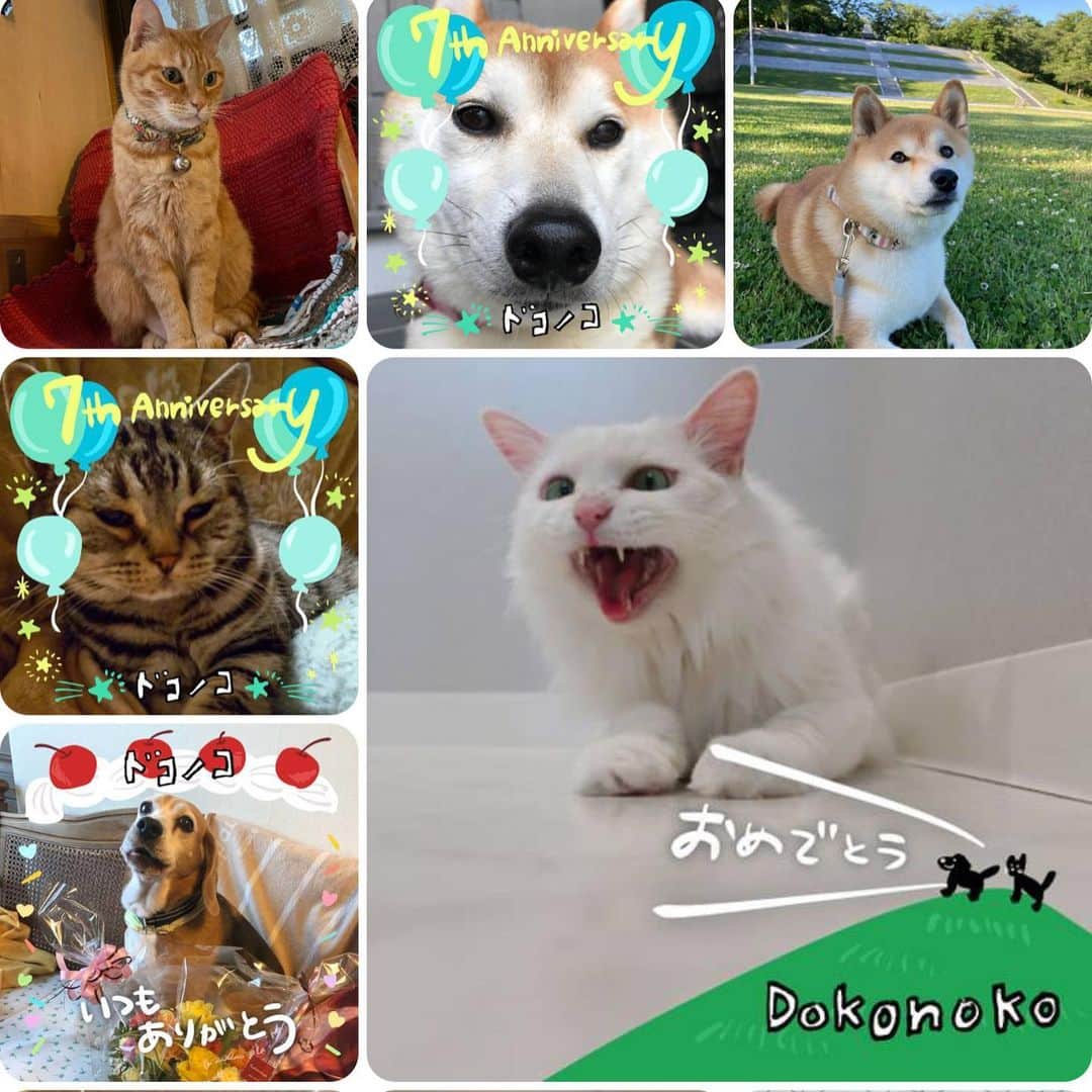 ドコノコのインスタグラム：「🎂🤹🏽‍♂️おめでとうありがとう🎊🎉  本日！6/5でドコノコは７周年になりましたー。みなさんがたのしんでくださっているおかげです。🐈🐕🐈‍⬛🐩 ただかわいい、愛でるなんでもない日々にも、 万が一の迷子のときにも お役に立ったりしながら、 ７周年になりました。  フォトフレームも７種類作ったので、 ぜひおたのしみいただけたらうれしいです。  フォトフレームの配布は 2023年6月6日午前11時まで！  #ドコノコ #fluffy #doggos #迷子捜し #ほぼ日」