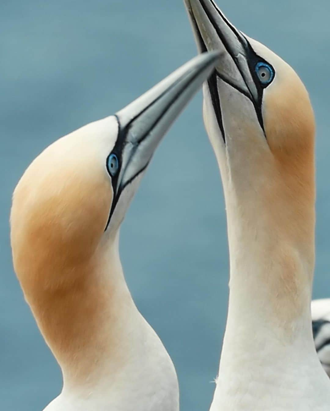 ゲランさんのインスタグラム写真 - (ゲランInstagram)「Through a series of magnificent images VIBRANT celebrates the beauty and incredible variety of biodiversity of hundreds of species across mainland France, home to the richest ecosystem in Europe. In supporting Yann Arthus-Bertrand's heartfelt appeal to safeguard nature, Guerlain continues its pioneering commitment to the protection of biodiversity, at the heart of our Raison d’Être and the guiding principle of our groundbreaking #InTheNameOfBeauty sustainability commitment.  #Guerlain #WorldEnvironmentDay @yannarthusbertrand」6月6日 23時10分 - guerlain