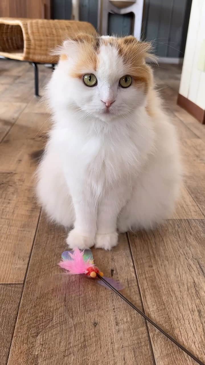 yayoi89のインスタグラム：「Ikurachan always looks like a kitten 🐹  5歳だけどまるでこねこ🐣  每日かまってオーラ全開  イクラちゃん🐹  #weeklyfluff #cute #adorable #catstagram #scottishfold #catsofinstagram #meow #catlovers #lovely #kawaii #9gag  #ねこ #猫 #スコティッシュフォールド #かわいい #ふわもこ部 #にゃんこ #猫のいる暮らし #猫部 #もふもふ」