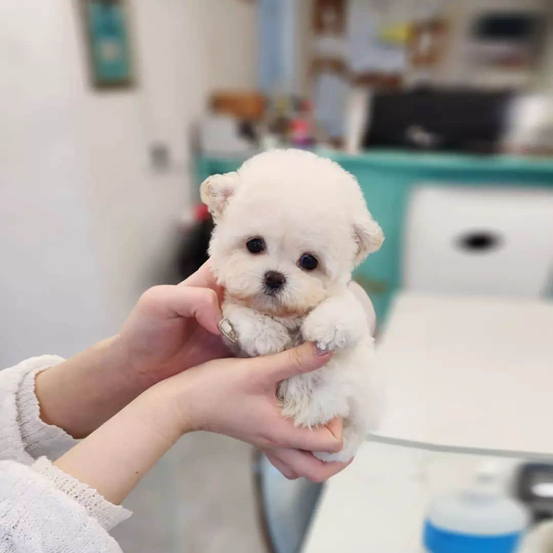 のインスタグラム：「A cute puppy like a doll🥰 . . 저희는 다양한 강아지를 소유하고있으며, 강아지의 외모와 건강에 최선을 다하고 있습니다. We OWN Each and Every Puppy In Hand We Only Offer the Best in Appearance and Health  . . 베이비몽은 11년동안 운영한 믿을 만한 펫샵으로 많은 한류스타, k팝스타, 셀럽들이 선택한 곳입니다 미니 사이즈,명품견 전문으로  해외,국내에서 이미 유명하며  단 한건의 사고 없이 지금까지 운영해 왔습니다  당신이 원하는 강아지가 있다면 언제든지 연락주세요!!  BabyMong is a reliable pet shop that has been operating in Korea for 11 years. Many K-pop stars, Korean wave stars, and celebrities chose BabyMong. We are specialize in selling mini-cup-sized puppies. We sent many puppies abroad for a long time. And the puppies have been transported safely without a single accident.  Feel free to contact me if you are interested. . . 🇰🇷서울 영등포 본점: 010 8325 0086 영업등록번호: 110111-7609071 주소: 서울시 영등포구 영중로23 대표번호: 1688-4386 📞  text Instagram☎+82-10-2214-0186 Whatsapp +82-10-2214-0186 Wechat babymongoverseas Email : babymongkorea@gmail.com Dm : 📩 Please direct message call me BABYMONG Main Kakao talk ID : babymongkorea . . #비숑 #비숑프리제 #미니비숑 #비숑분양 #비숑전문  #미니비숑전문 #비숑켄넬 #애견 #애견분양 #베이비몽 #서울 #애견 #영등포 #강아지분양 #bichon #bichonfrise #minibichon #bichonfrisé  #teacuppuppy #teacupbichon #bichonsofinstagram  #koreanpuppy #cute #reels #dogstagram #puppylove #puppy」