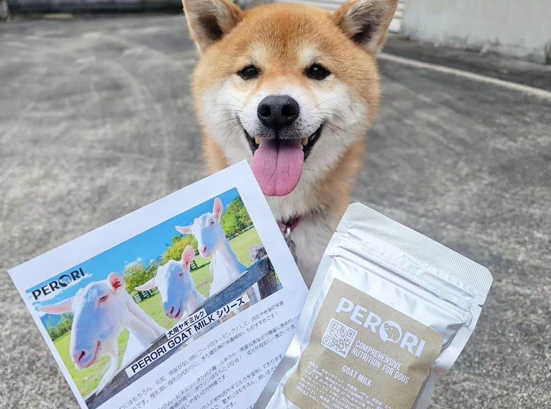 柴犬たま Shibainu Tamaさんのインスタグラム写真 - (柴犬たま Shibainu TamaInstagram)「⠀ ⠀ @dogfood_perori さんから ヤギミルクが届きました🍼⠀  「PERORI GOAT MILKシリーズ 犬用ヤギミルク」は健康な愛犬にはもちろん、元気・食欲がない時や、病気や老後の栄養補給におすすめ✨防腐剤・合成保存料等の添加物は一切使用しておらず、人間でも飲める安心品質👏与え方はいつものフードにトッピングしたり、お湯で溶かすだけなのでとっても簡単です👌⠀  また、栄養満点の全脂粉乳「PERORI GOAT MILK」と、カロリーが気になる方におすすめの脱脂粉乳「PERORI GOAT SKIM MILK」の2種類があり、今回は全脂粉乳の方を選びました💡⠀ ⠀ ⠀ ⠀ コイ「ママのミルクより美味しいかも〜😆」⠀ ⠀ ミケママ「ちょ！誰のミルクのお陰でここまで大きくなったと思ってんの‼️………(ゴクゴク)………あら、ほんと美味しいわね…」⠀  ⠀  #たま家族 #柴犬ミケ #ミケママ #柴犬コイ #柴犬動画 #おやつタイム #ドッグフードPERORI #PERORI #ヤギミルク #全脂粉乳 #笑顔 #食いしん坊親子 #後頭部フェチ #愛らぶ後頭部⠀ #柴犬 #shiba #shibainu #shibastagram #犬 #dog #多頭飼い」6月5日 18時09分 - tama7653