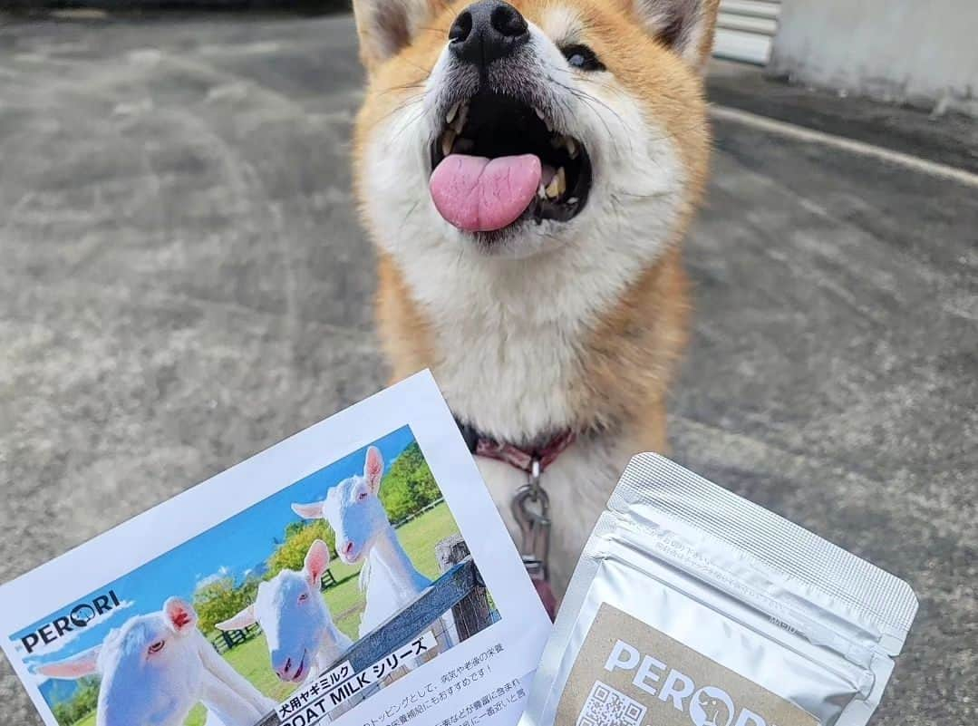 柴犬たま Shibainu Tamaさんのインスタグラム写真 - (柴犬たま Shibainu TamaInstagram)「⠀ ⠀ @dogfood_perori さんから ヤギミルクが届きました🍼⠀  「PERORI GOAT MILKシリーズ 犬用ヤギミルク」は健康な愛犬にはもちろん、元気・食欲がない時や、病気や老後の栄養補給におすすめ✨防腐剤・合成保存料等の添加物は一切使用しておらず、人間でも飲める安心品質👏与え方はいつものフードにトッピングしたり、お湯で溶かすだけなのでとっても簡単です👌⠀  また、栄養満点の全脂粉乳「PERORI GOAT MILK」と、カロリーが気になる方におすすめの脱脂粉乳「PERORI GOAT SKIM MILK」の2種類があり、今回は全脂粉乳の方を選びました💡⠀ ⠀ ⠀ ⠀ コイ「ママのミルクより美味しいかも〜😆」⠀ ⠀ ミケママ「ちょ！誰のミルクのお陰でここまで大きくなったと思ってんの‼️………(ゴクゴク)………あら、ほんと美味しいわね…」⠀  ⠀  #たま家族 #柴犬ミケ #ミケママ #柴犬コイ #柴犬動画 #おやつタイム #ドッグフードPERORI #PERORI #ヤギミルク #全脂粉乳 #笑顔 #食いしん坊親子 #後頭部フェチ #愛らぶ後頭部⠀ #柴犬 #shiba #shibainu #shibastagram #犬 #dog #多頭飼い」6月5日 18時09分 - tama7653