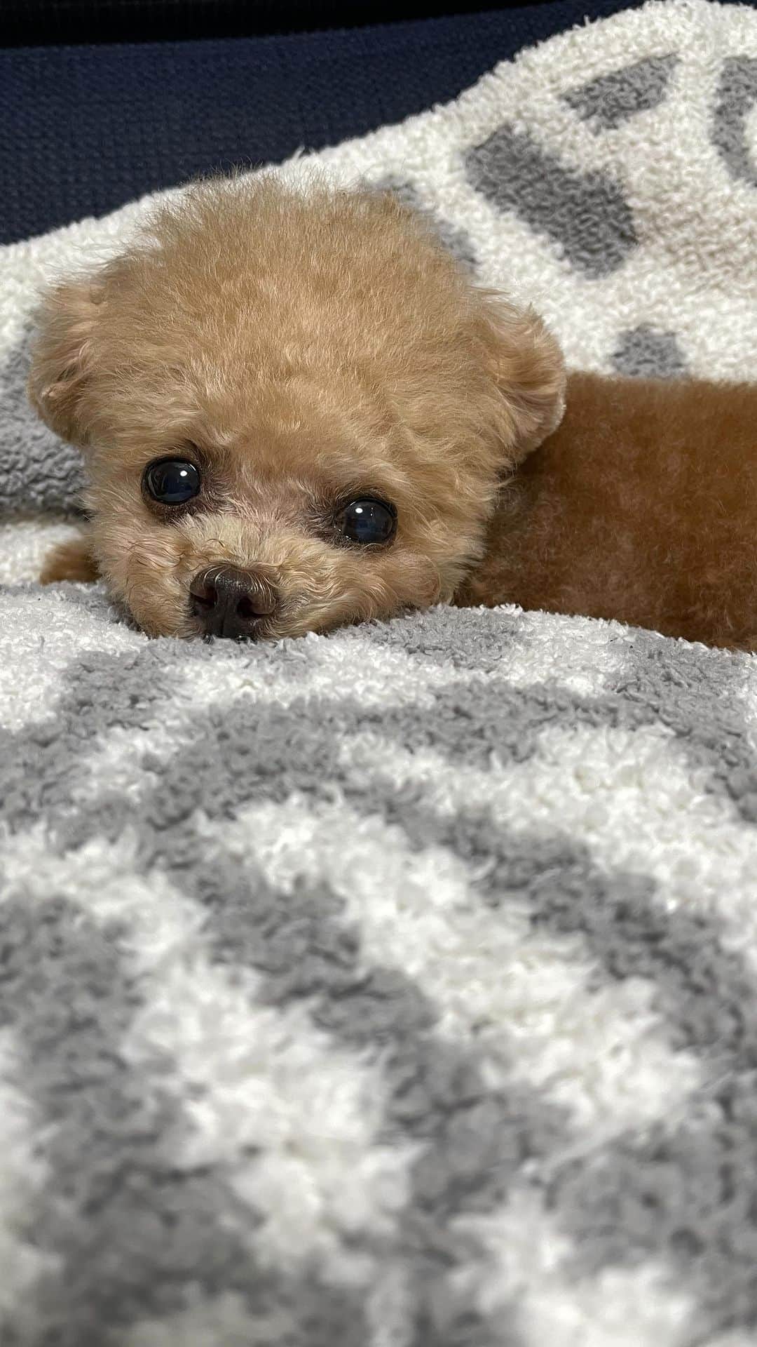 ふわのインスタグラム：「お耳がないない。  #toypoodle#toypoodlegram#dogsofinstagram#instadog#doglover#doglife#cutedog#sleepydog#dog#fuwamama#ふわもこのふわ#ふわ#トイプードル#ふわもこ部#犬バカ部#親バカ部#犬のいる暮らし#いぬすたぐらむ#最強寝顔」