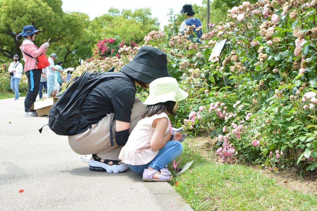 福山市【公式】さんのインスタグラム写真 - (福山市【公式】Instagram)「. 【ばら切り取りイベントを行いました🌹】 ばら公園の植栽リニューアルに伴い、#ばら を切り取り、お持ち帰りいただくイベントを行い、1000人以上の多くの方にご参加いただきました🙆 ご来場いただきありがとうございました☺ ばら公園リニューアル工事は6月中旬から開始します。 #ばらのじかん #バラ #rose #福山市 #福山 #広島県 #広島 #日本」6月5日 18時28分 - fukuyama_city