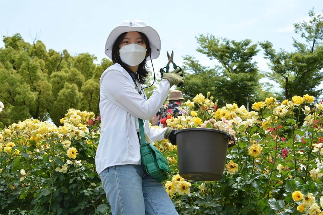 福山市【公式】さんのインスタグラム写真 - (福山市【公式】Instagram)「. 【ばら切り取りイベントを行いました🌹】 ばら公園の植栽リニューアルに伴い、#ばら を切り取り、お持ち帰りいただくイベントを行い、1000人以上の多くの方にご参加いただきました🙆 ご来場いただきありがとうございました☺ ばら公園リニューアル工事は6月中旬から開始します。 #ばらのじかん #バラ #rose #福山市 #福山 #広島県 #広島 #日本」6月5日 18時28分 - fukuyama_city