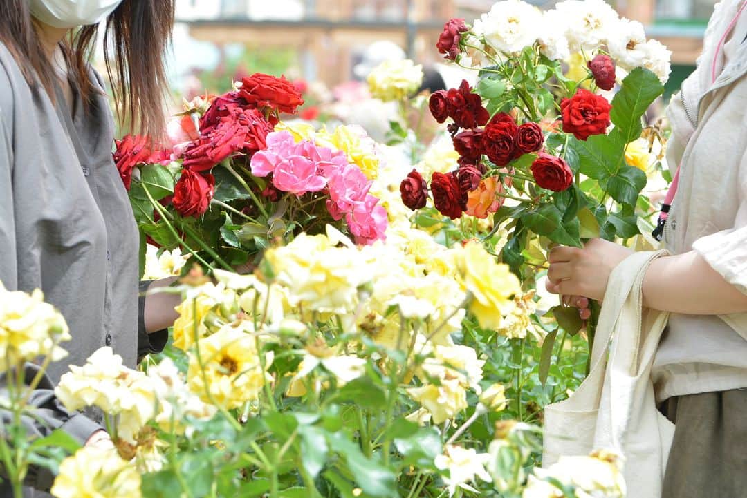 福山市【公式】のインスタグラム：「. 【ばら切り取りイベントを行いました🌹】 ばら公園の植栽リニューアルに伴い、#ばら を切り取り、お持ち帰りいただくイベントを行い、1000人以上の多くの方にご参加いただきました🙆 ご来場いただきありがとうございました☺ ばら公園リニューアル工事は6月中旬から開始します。 #ばらのじかん #バラ #rose #福山市 #福山 #広島県 #広島 #日本」