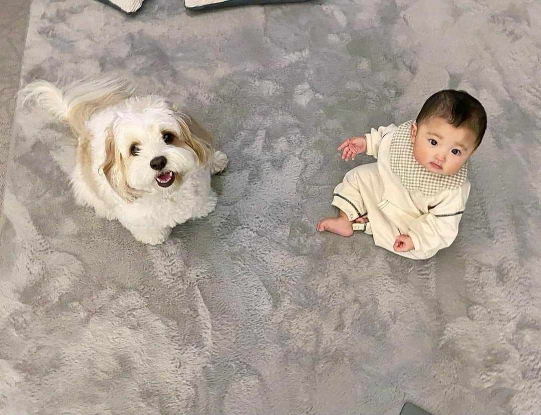 あんちゃんさんのインスタグラム写真 - (あんちゃんInstagram)「モフモフとモチモチ🐶👶🏻  今回の旅行では ツーショット写真が少なめだったな🤔  もっと２人の 成長を記録せねばっ🤳🐶👶🏻  今ちょうど 娘があんちゃんに体重が追いつきそうで サイズ感が同じくらい🤭  可愛いなぁ💓  #キャバションあんちゃん  #あんちゃん　#ぬいぐるみ犬 #スヌーピー  #スヌーピー犬 #キャバション　#キャバビション　 #キャバリア #キャバリアキングチャールズスパニエル #ビションフリーゼ　 #犬  #いぬすたぐらむ #犬のいる暮らし  #わんこなしでは生きていけません会 #いぬのきもち  #犬好きな人と繋がりたい #短足部　#比熊犬 #doglove #cavachon #inustagram #puppy  #snoopy #andy #멍스타그램 #개스타그램　#댕스마스」6月5日 18時34分 - anchan_0115_andy