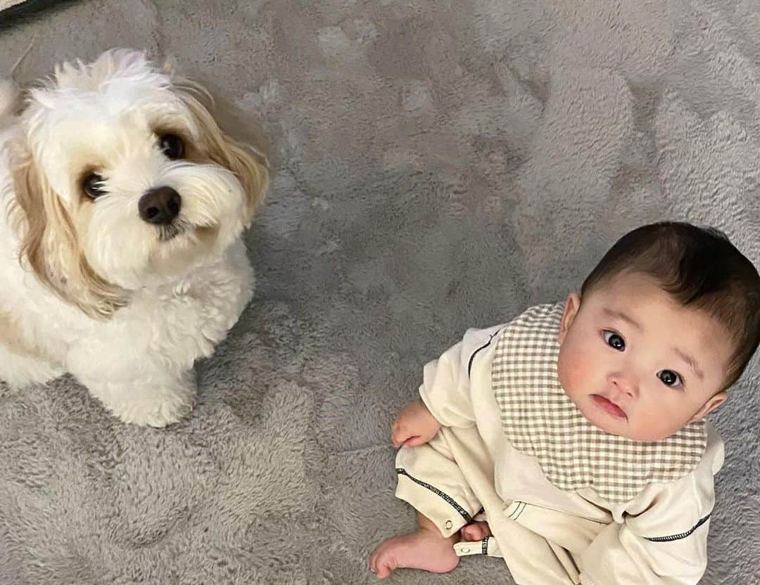 あんちゃんさんのインスタグラム写真 - (あんちゃんInstagram)「モフモフとモチモチ🐶👶🏻  今回の旅行では ツーショット写真が少なめだったな🤔  もっと２人の 成長を記録せねばっ🤳🐶👶🏻  今ちょうど 娘があんちゃんに体重が追いつきそうで サイズ感が同じくらい🤭  可愛いなぁ💓  #キャバションあんちゃん  #あんちゃん　#ぬいぐるみ犬 #スヌーピー  #スヌーピー犬 #キャバション　#キャバビション　 #キャバリア #キャバリアキングチャールズスパニエル #ビションフリーゼ　 #犬  #いぬすたぐらむ #犬のいる暮らし  #わんこなしでは生きていけません会 #いぬのきもち  #犬好きな人と繋がりたい #短足部　#比熊犬 #doglove #cavachon #inustagram #puppy  #snoopy #andy #멍스타그램 #개스타그램　#댕스마스」6月5日 18時34分 - anchan_0115_andy