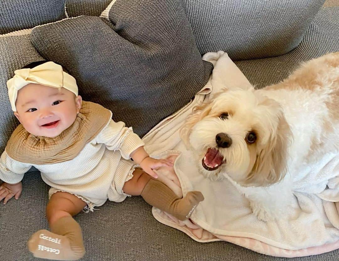 あんちゃんさんのインスタグラム写真 - (あんちゃんInstagram)「モフモフとモチモチ🐶👶🏻  今回の旅行では ツーショット写真が少なめだったな🤔  もっと２人の 成長を記録せねばっ🤳🐶👶🏻  今ちょうど 娘があんちゃんに体重が追いつきそうで サイズ感が同じくらい🤭  可愛いなぁ💓  #キャバションあんちゃん  #あんちゃん　#ぬいぐるみ犬 #スヌーピー  #スヌーピー犬 #キャバション　#キャバビション　 #キャバリア #キャバリアキングチャールズスパニエル #ビションフリーゼ　 #犬  #いぬすたぐらむ #犬のいる暮らし  #わんこなしでは生きていけません会 #いぬのきもち  #犬好きな人と繋がりたい #短足部　#比熊犬 #doglove #cavachon #inustagram #puppy  #snoopy #andy #멍스타그램 #개스타그램　#댕스마스」6月5日 18時34分 - anchan_0115_andy