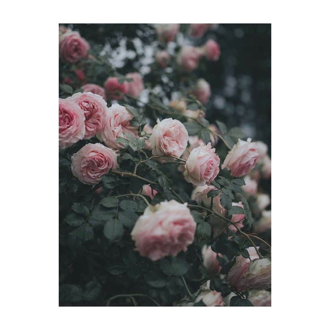 あゆかのインスタグラム：「🌹🌹🌹」