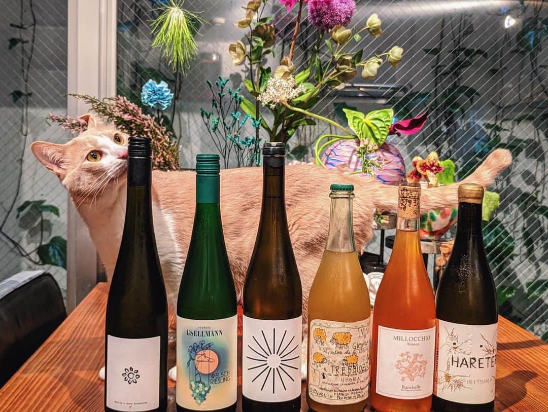 寺井幸也のインスタグラム：「ㅤㅤㅤ ㅤㅤㅤ 毎月好みのワインが届く @paradise_nature.wine  サブスク始めた😌🍷 ㅤㅤㅤ　　　　 色んなサブスクがある中 パラダイスナチュールに決めたのは 設定が細かくてただ美味しいワインが届くだけでなく、　　　　本当に自分好みのワインが届き、 そしてそのワインがどういうワインなのか ある程度学べるというとこ。 好みを入力すると自動で近いワインがセレクトされて そこからさらに自分で選べます。 ワインの説明もしっかり読めるし楽しいから 決めるのに1時間近くかかっちゃったww  金額も本数も自分である程度決められてるから 無理ない範囲から始めらる😊 俺はオレンジワイン3本 白ワイン2本、微発泡1本の 6本から始めてみた😊 　　　　 結局週1、2回家でホムパしてるから足りなそうだけど😂とにかく呑むの楽しみ〜」