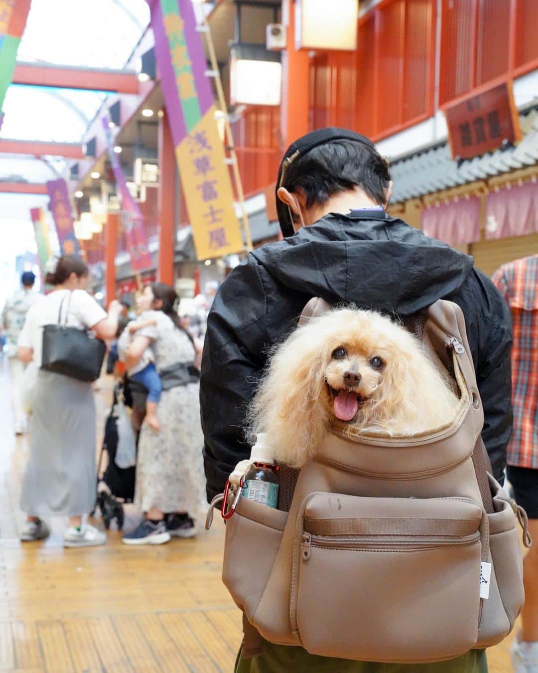 Toypoodle Mikuru?Asakusa Tokyoさんのインスタグラム写真 - (Toypoodle Mikuru?Asakusa TokyoInstagram)「20230605 Monday. みくるの浅草楽んぽ💓 新しいリュックで、パパと一緒に楽々お散歩しました😄  @citydog_official さんの ネオプレーンバックパックキャリーです。 お色はモカ。サイズはRです。 見た目めちゃ可愛いです💕 ポケットもたくさんついているので、 みくるんの大好きなウマウマもいっぱい入ります🍖  お出掛けにも通院にもたくさん使えそうです👏🏻  #citydog_jp　#シティードッグ #PR  #poodle#poodle_playoffs#みくるん#トイプードル#プードル#ワンコなしでは生きて行けません会#貴婦狗 #東京トイプードル #poodlesofinstagram#instadog#todayswanko#purapurafamily @i.am.mikuru #토이푸들」6月5日 19時31分 - purapura299